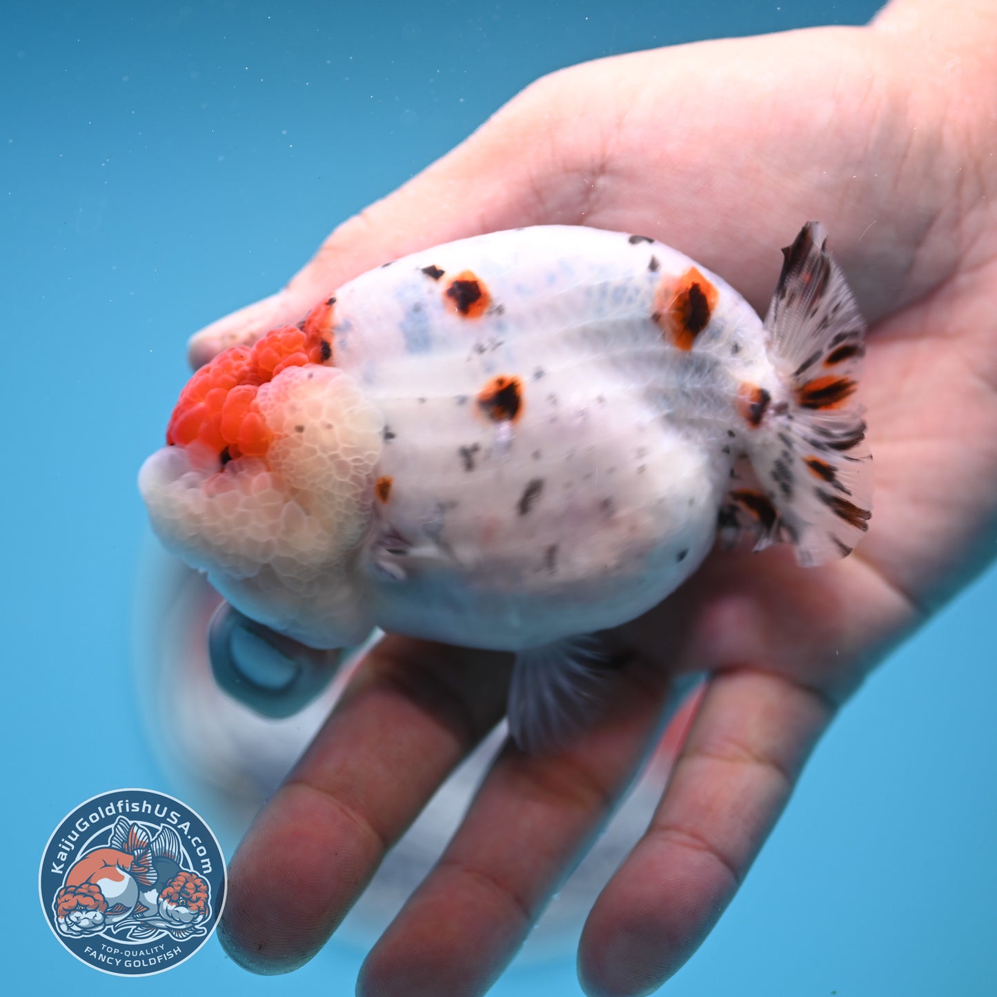 Calico Ranchu 3.5 inches Body (250523_RC05)