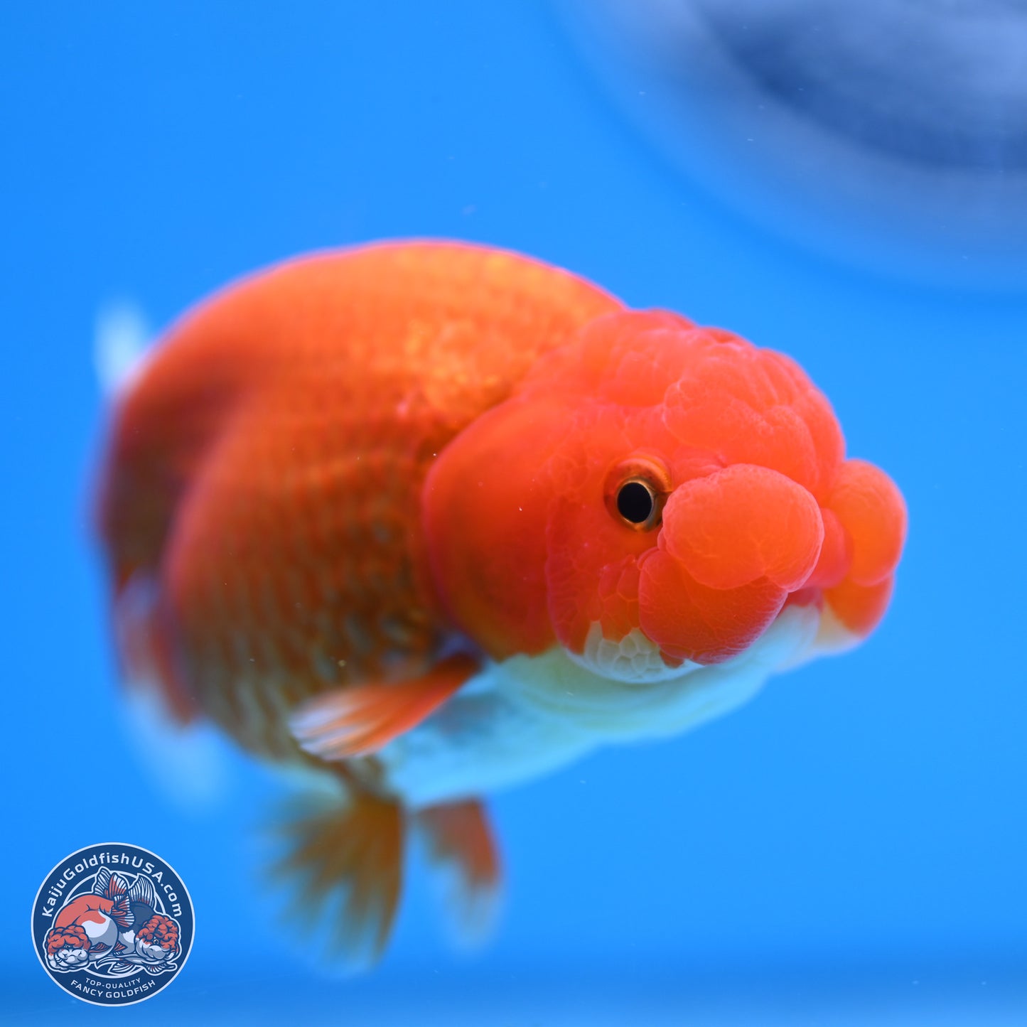 Red White Buffalo Ranchu 4in Body (240802_RC05) - Kaiju Goldfish USA