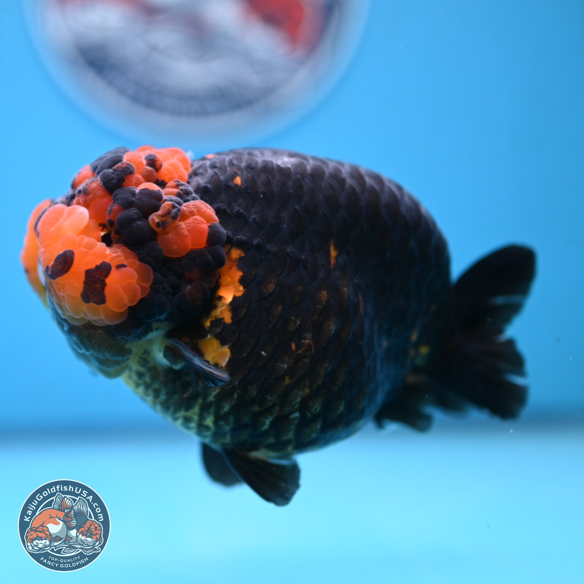 Jumbo Heavy Ink Apache Ranchu 5.5 inches Body - Female (250103_RC05) - Kaiju Goldfish USA