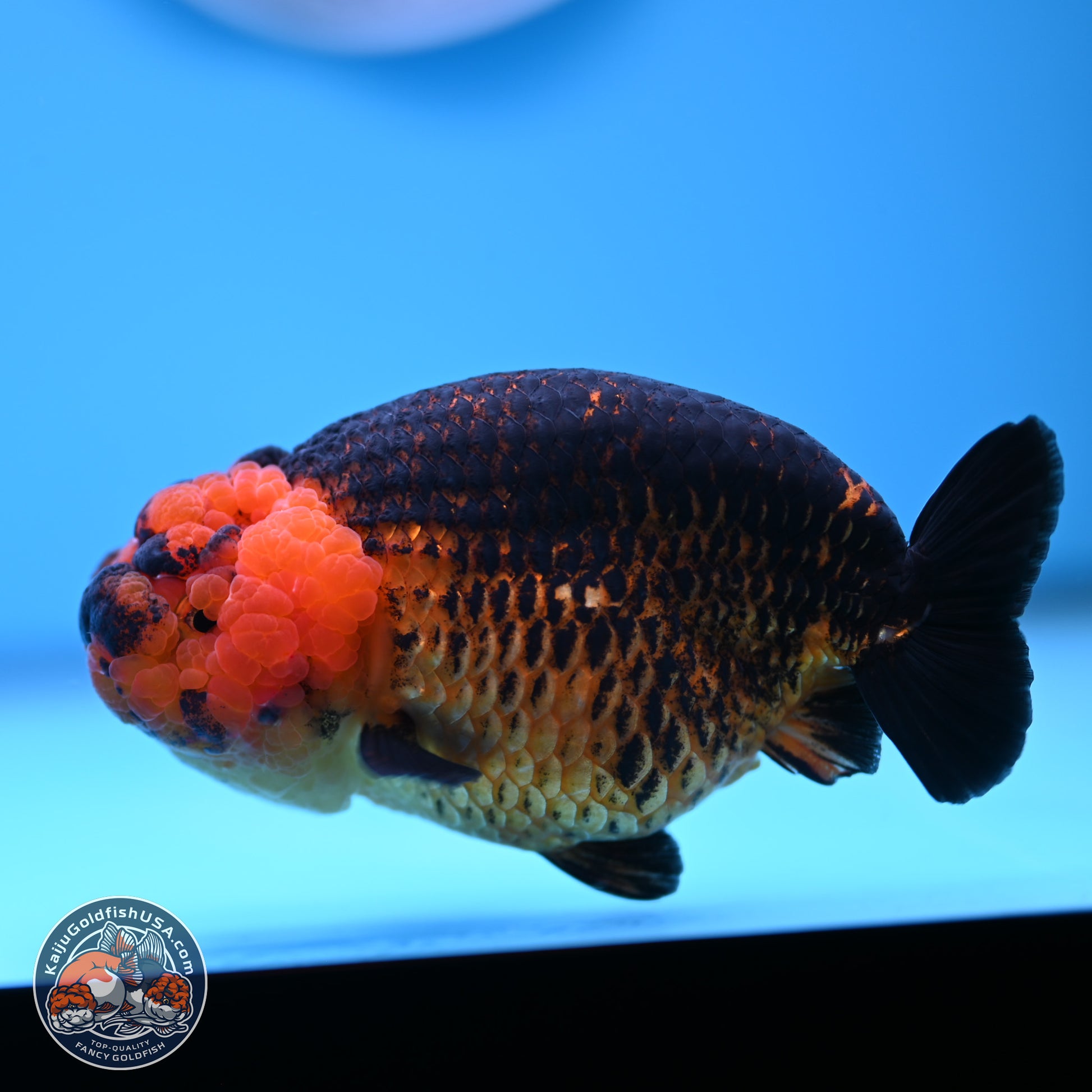 Apache Ranchu 5 inches (241101_RC05) - Kaiju Goldfish USA