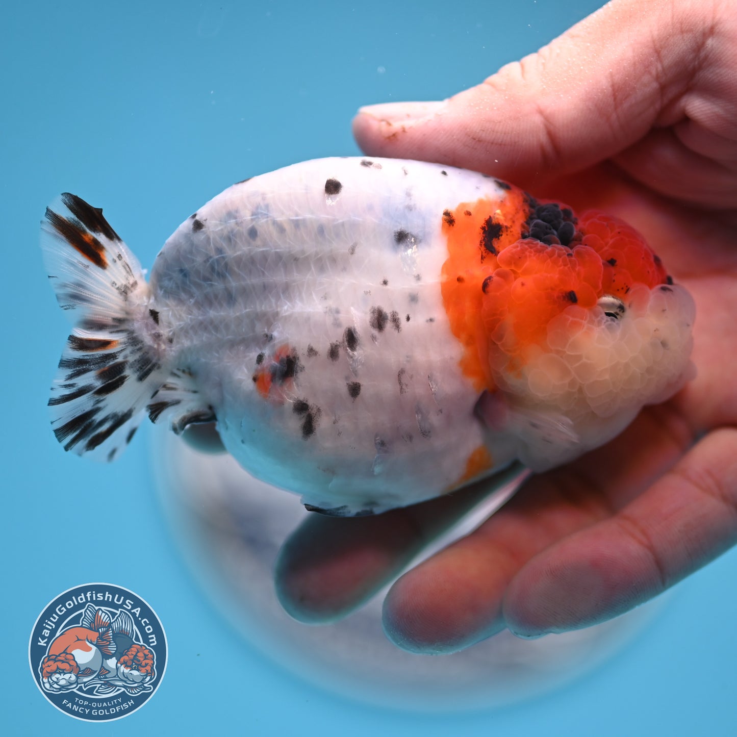 Calico Ranchu 3.5 inches Body (250523_RC05)