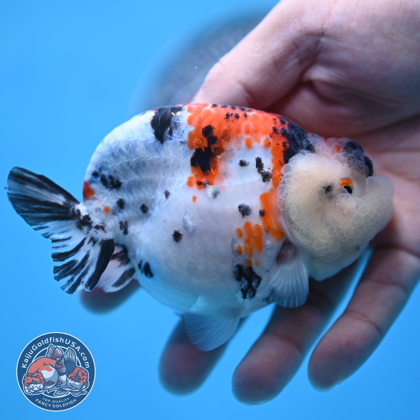 Tricolor Sakura Ranchu 3.8 inches Body (250509_RC05)