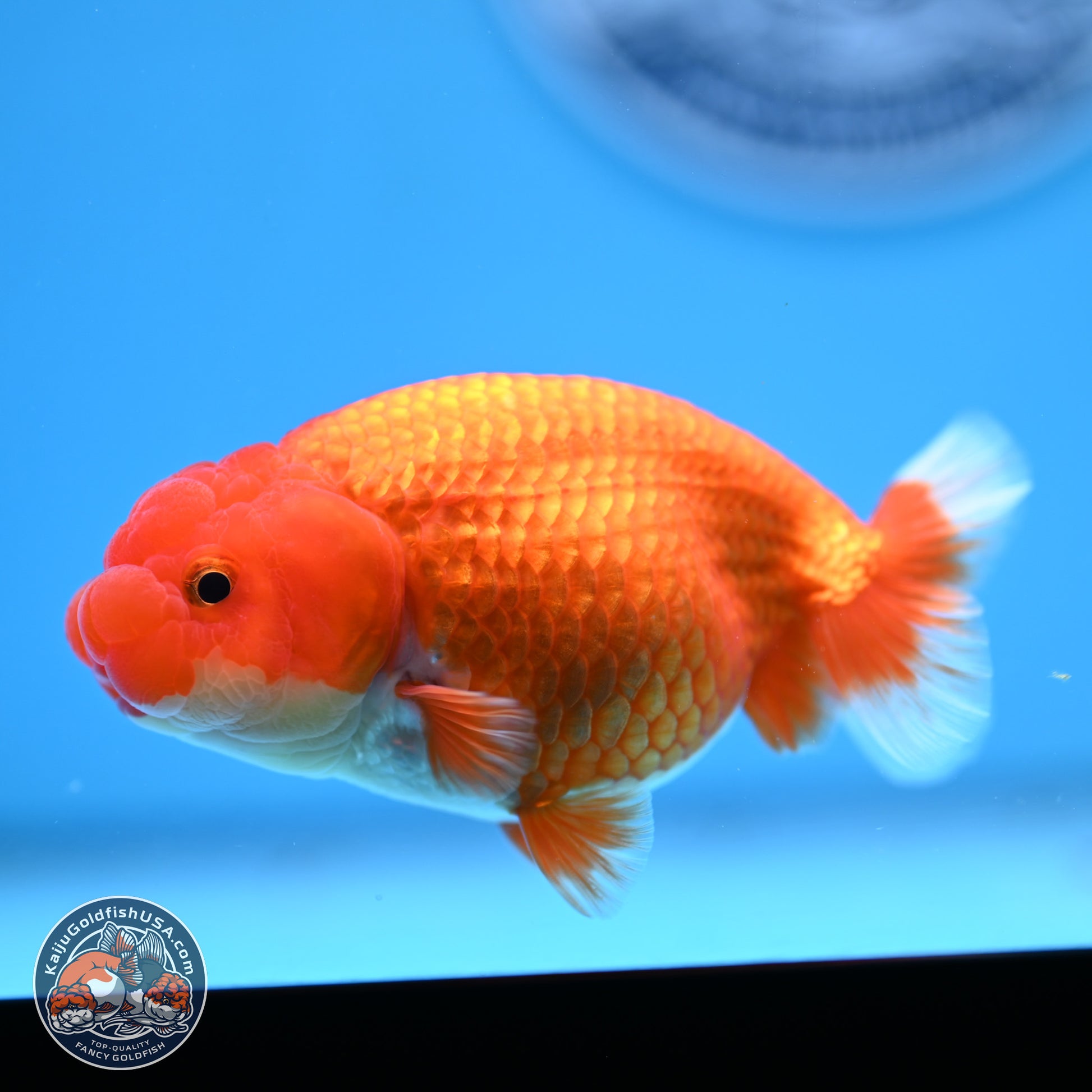 Red White Buffalo Ranchu 4in Body (240802_RC05) - Kaiju Goldfish USA