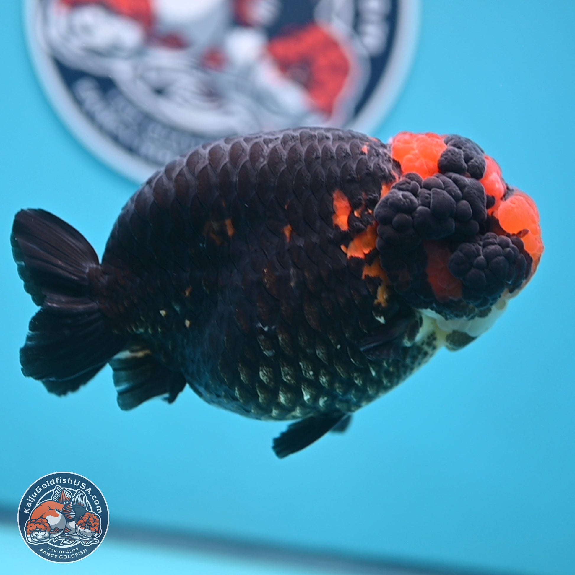 Jumbo Heavy Ink Apache Ranchu 5.5 inches Body - Female (250103_RC05) - Kaiju Goldfish USA