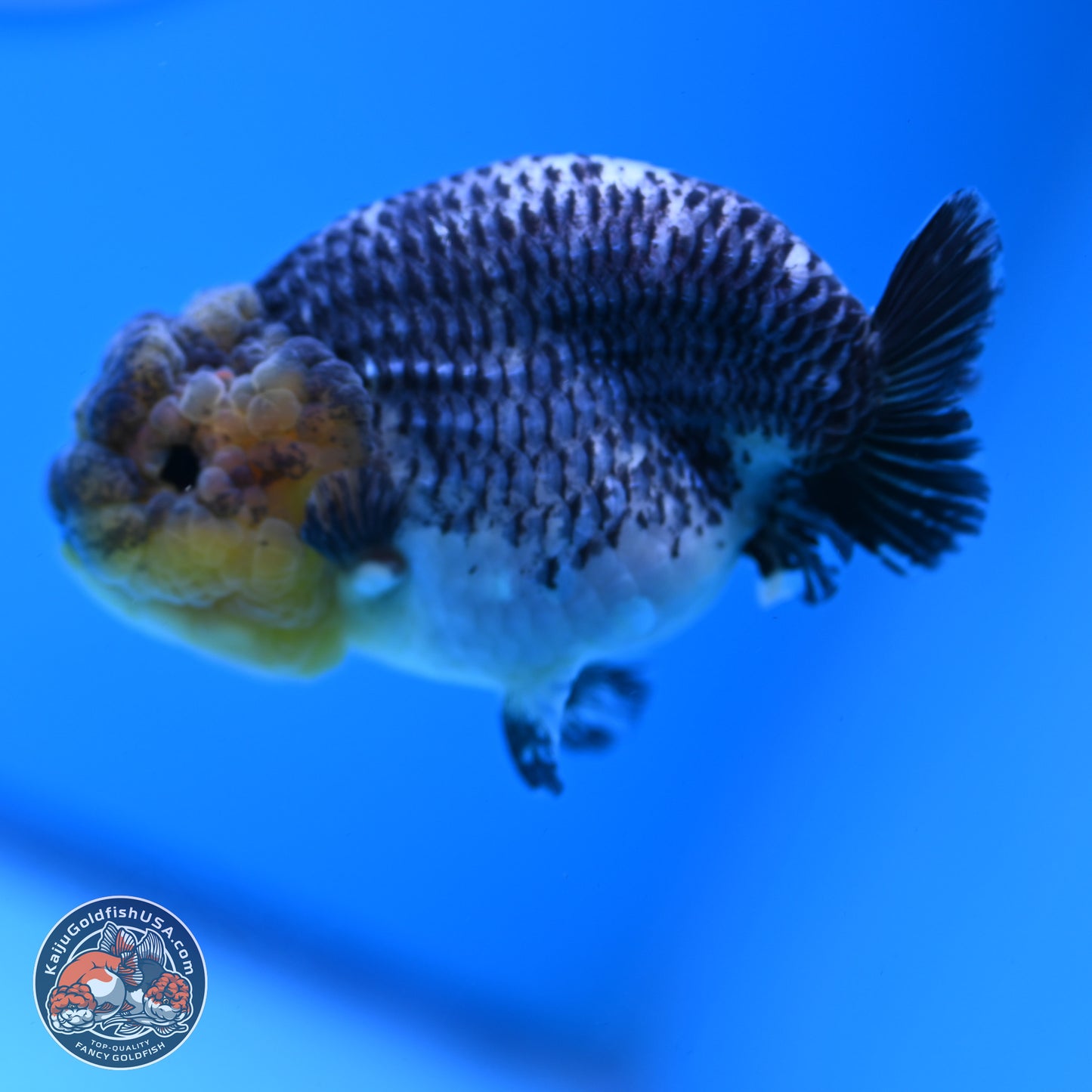 Blue Based Kirin Ranchu 3.8 inches Body - Female (250228_RC05)