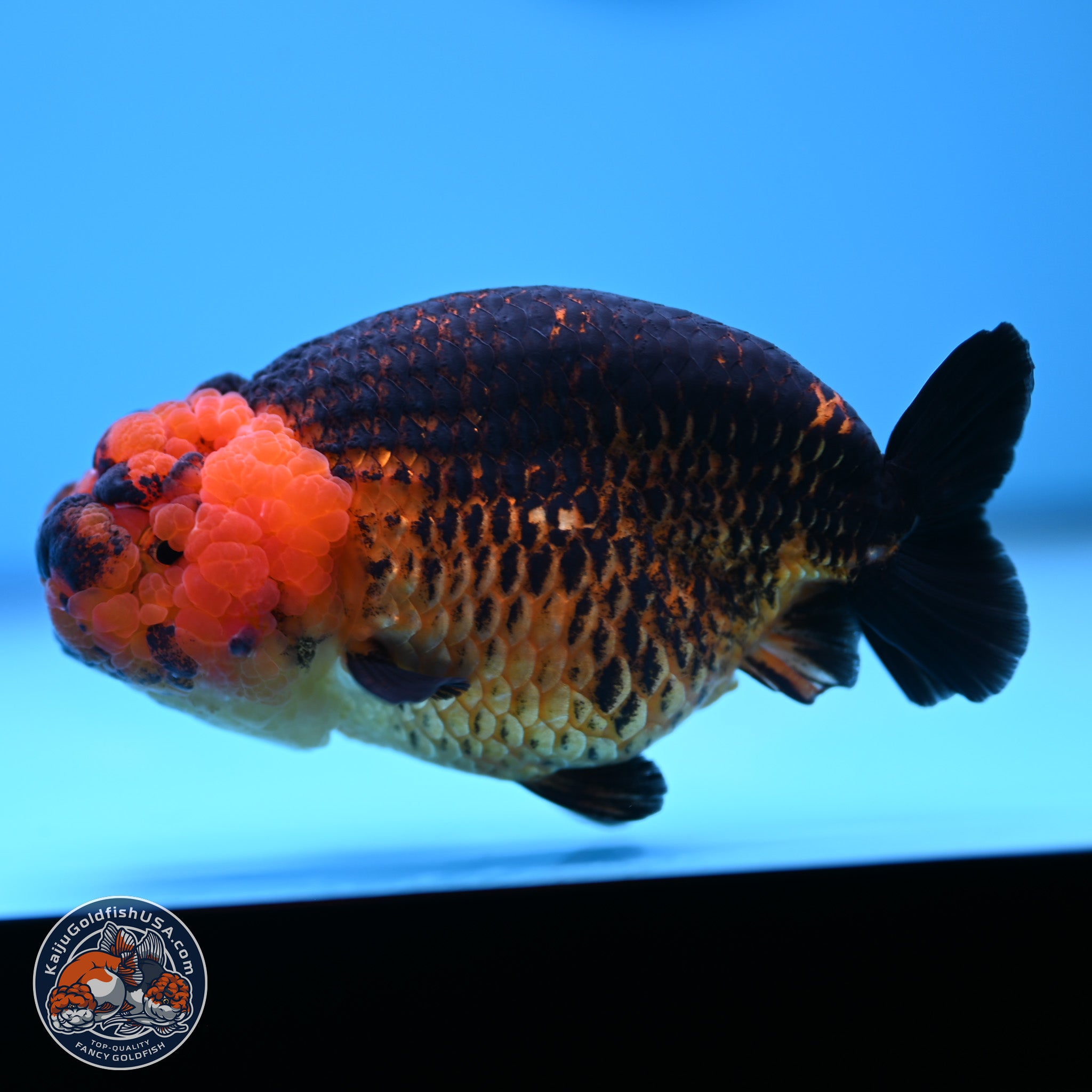 Apache Ranchu Goldfish for Sale | Kaiju Goldfish USA