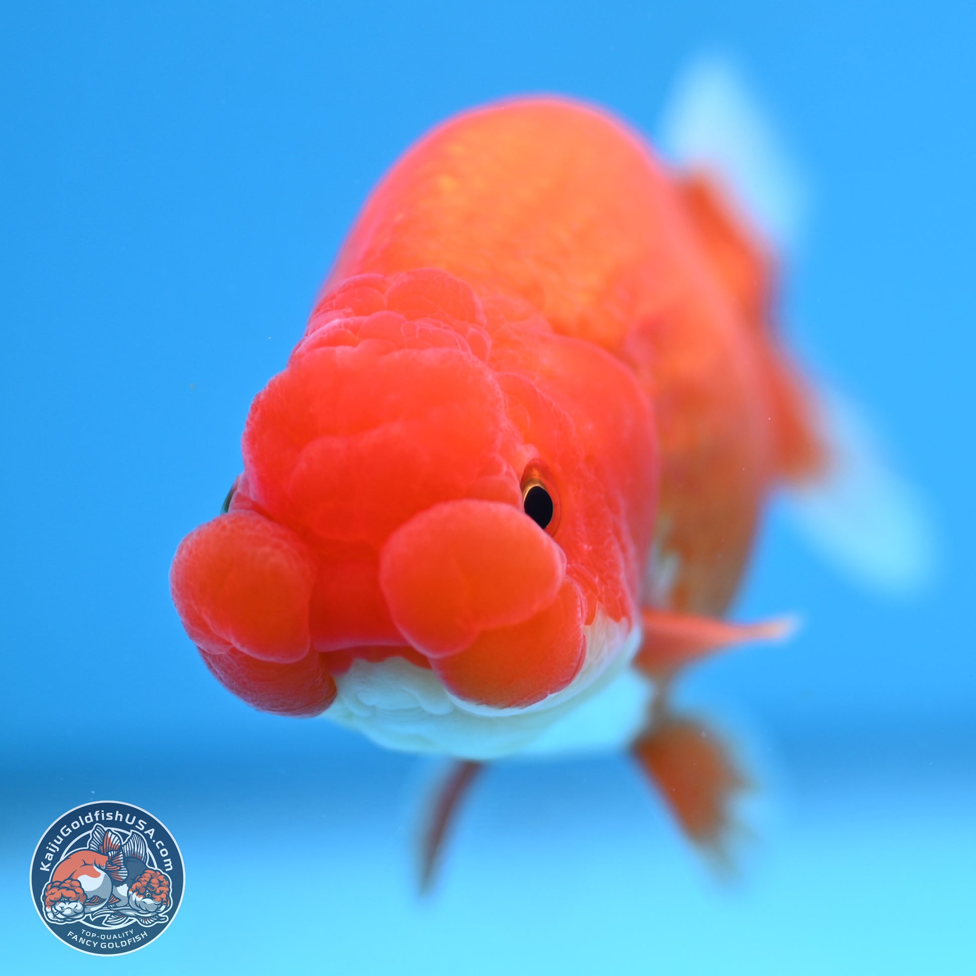 Red White Buffalo Ranchu 4in Body (240802_RC05) - Kaiju Goldfish USA