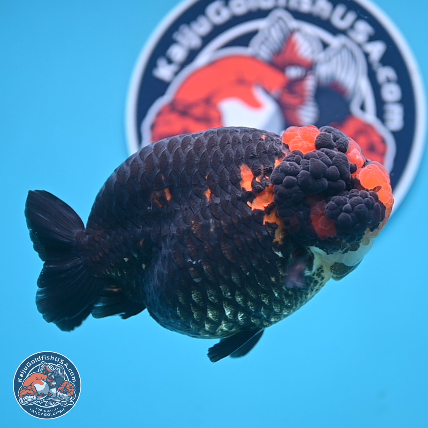 Jumbo Heavy Ink Apache Ranchu 5.5 inches Body - Female (250103_RC05) - Kaiju Goldfish USA