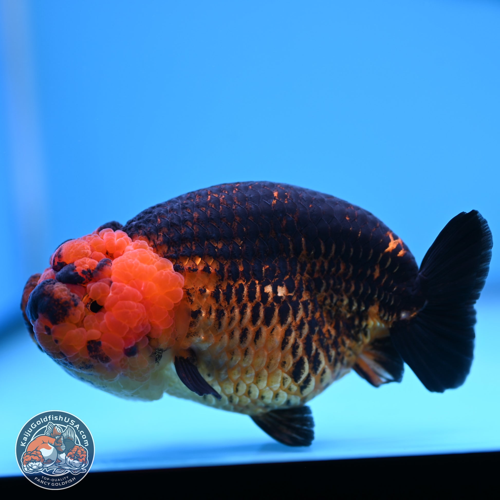 Apache Ranchu 5 inches (241101_RC05) - Kaiju Goldfish USA