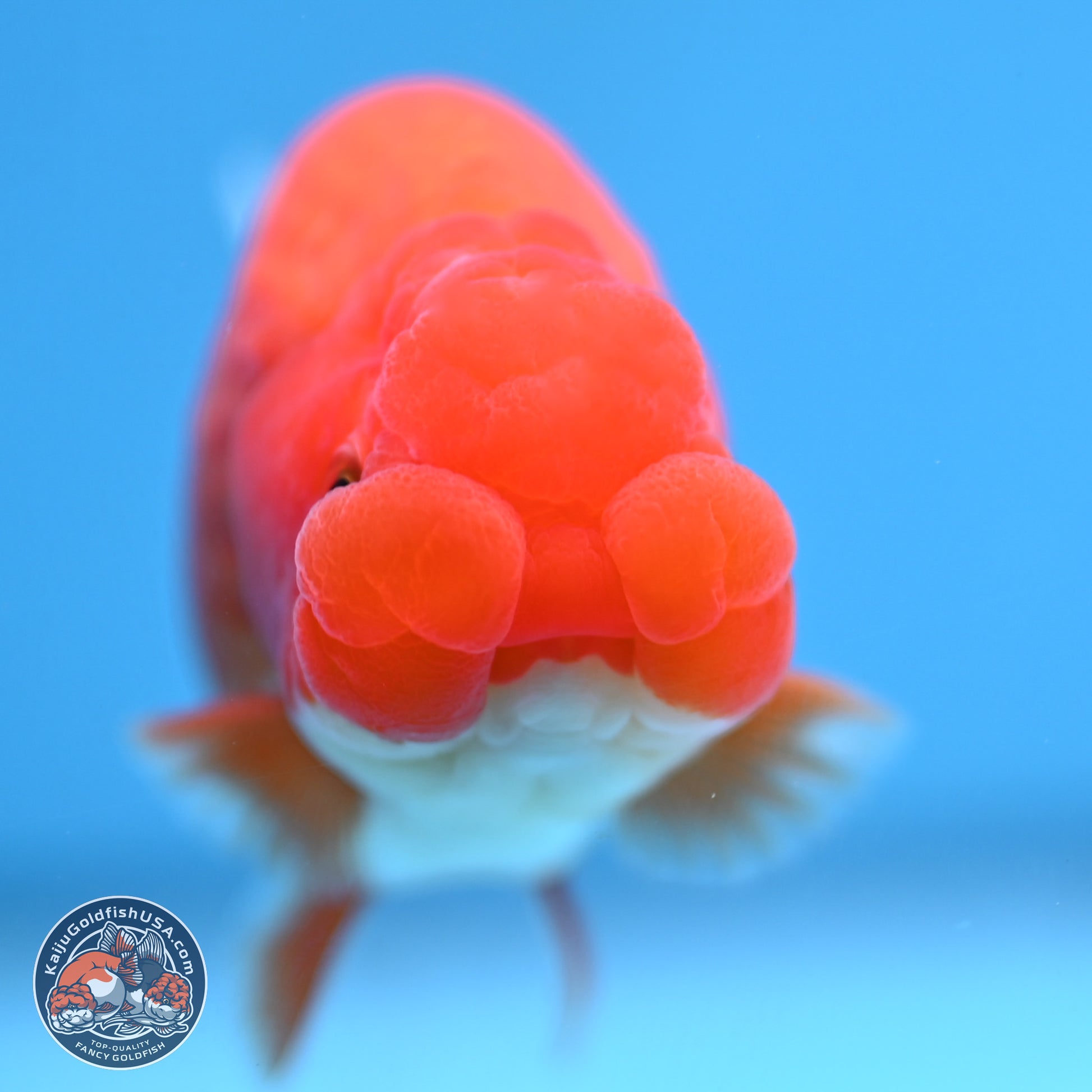 Red White Buffalo Ranchu 4in Body (240802_RC05) - Kaiju Goldfish USA