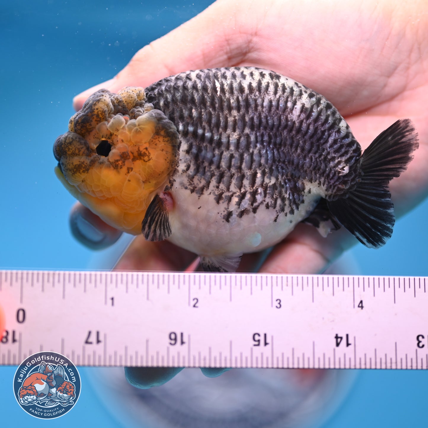 Blue Based Kirin Ranchu 3.8 inches Body - Female (250228_RC05)