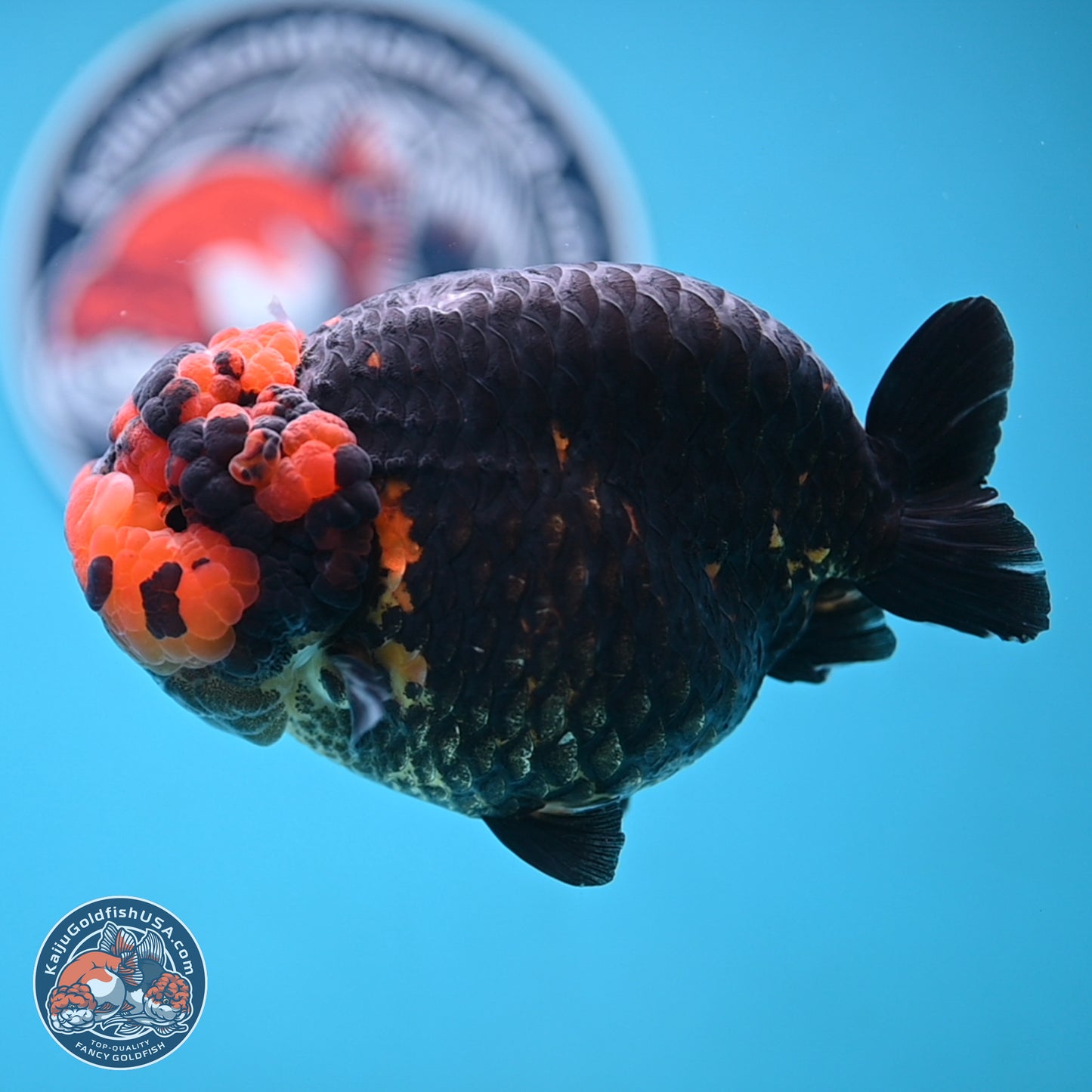 Jumbo Heavy Ink Apache Ranchu 5.5 inches Body - Female (250103_RC05) - Kaiju Goldfish USA