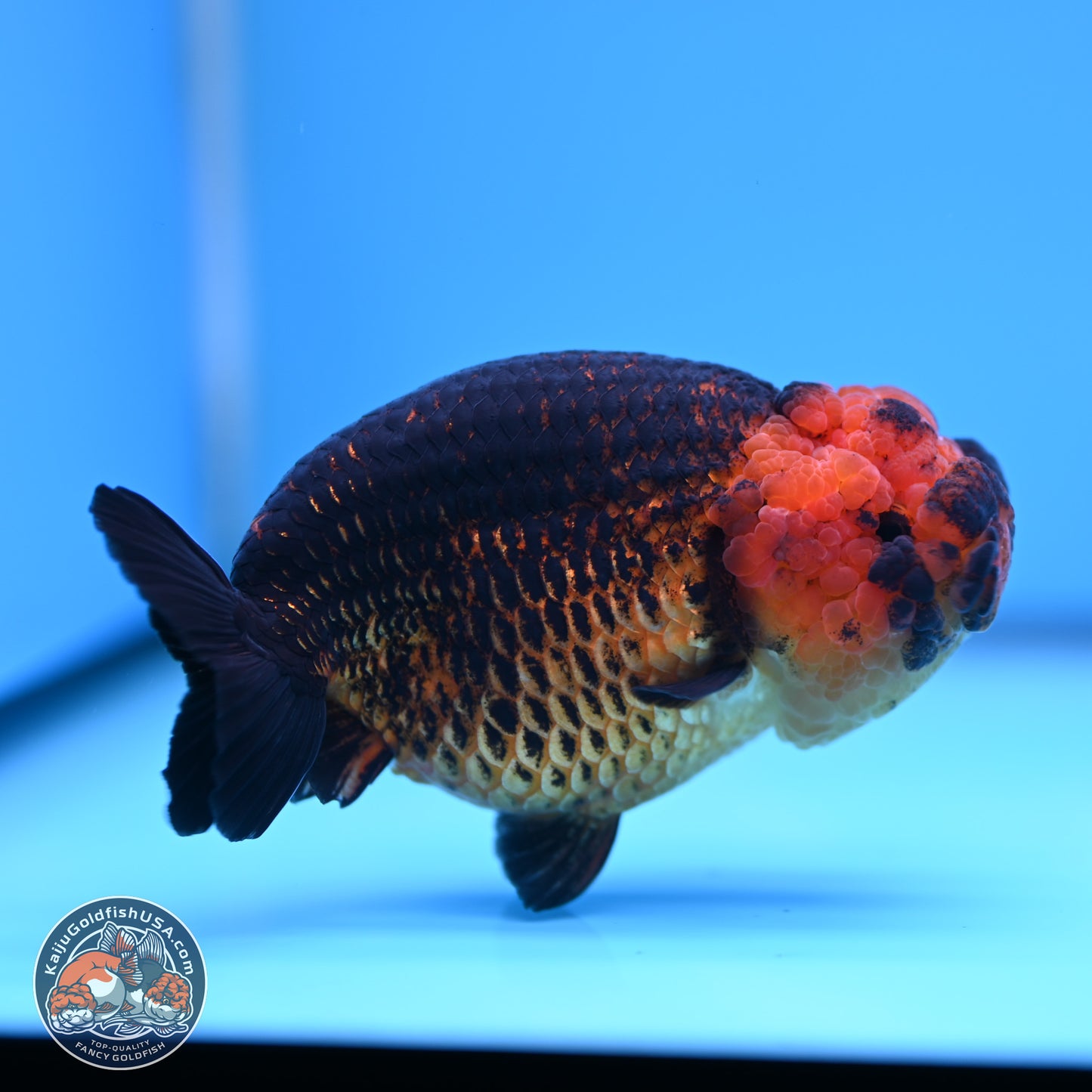 Apache Ranchu 5 inches (241101_RC05) - Kaiju Goldfish USA