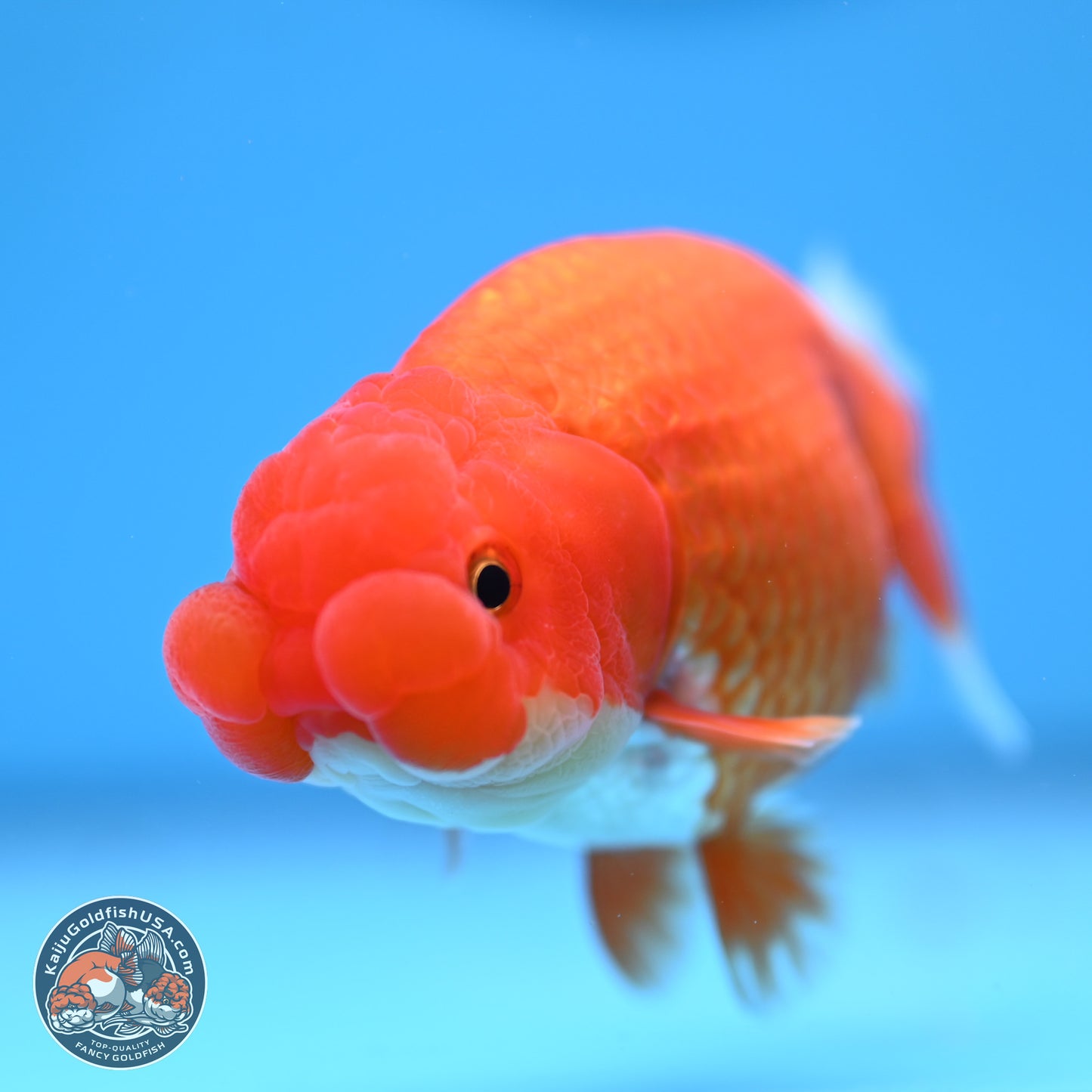 Red White Buffalo Ranchu 4in Body (240802_RC05) - Kaiju Goldfish USA