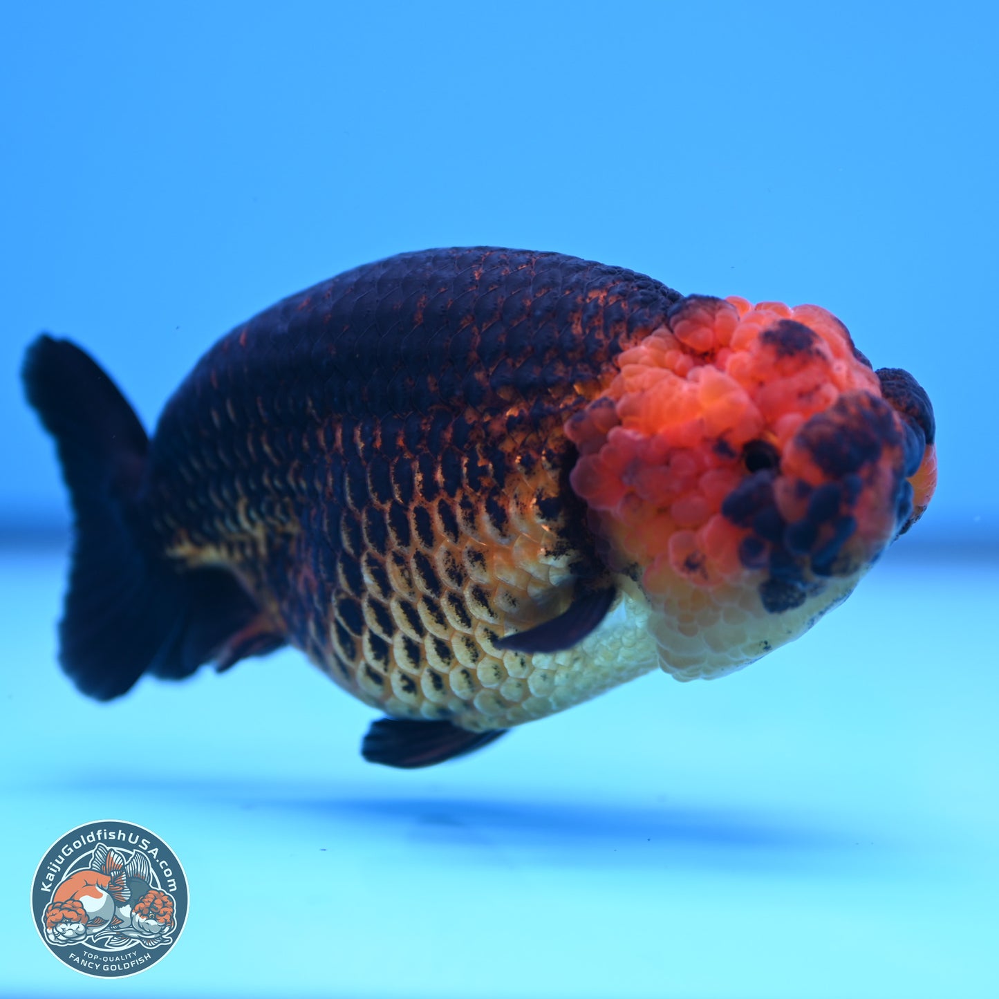 Apache Ranchu 5 inches (241101_RC05) - Kaiju Goldfish USA