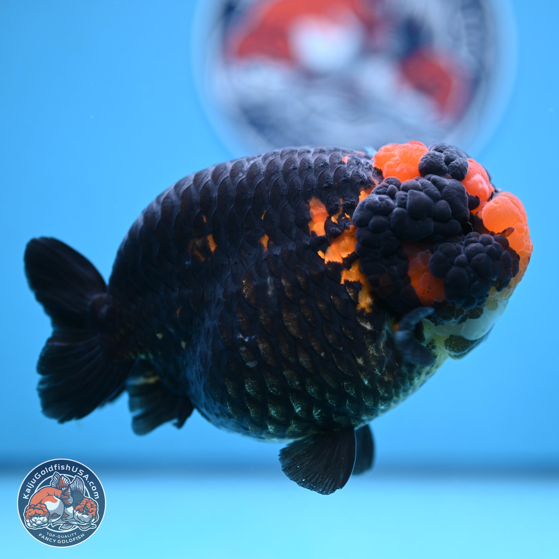 Jumbo Heavy Ink Apache Ranchu 5.5 inches Body - Female (250103_RC05) - Kaiju Goldfish USA