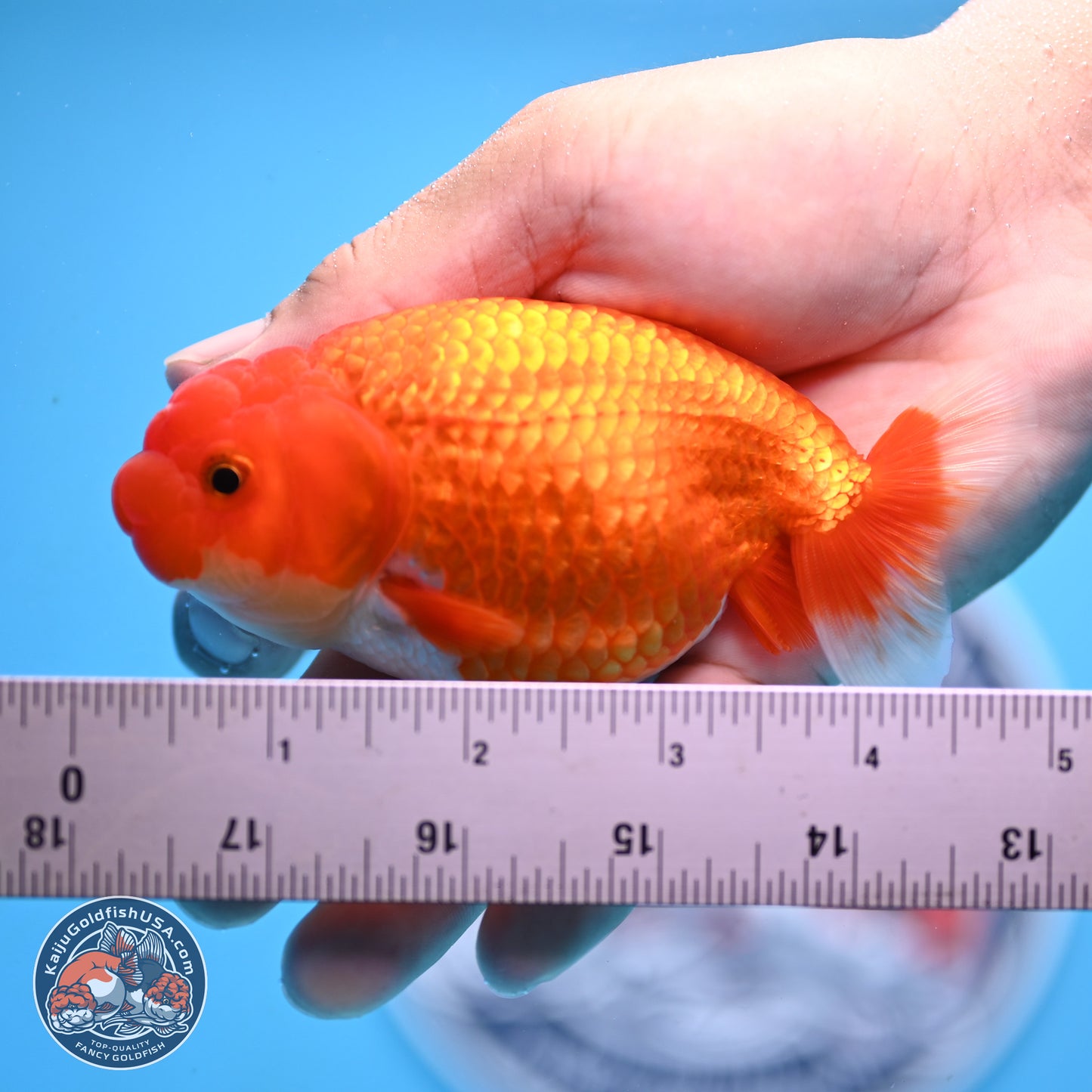 Red White Buffalo Ranchu 4in Body (240802_RC05) - Kaiju Goldfish USA