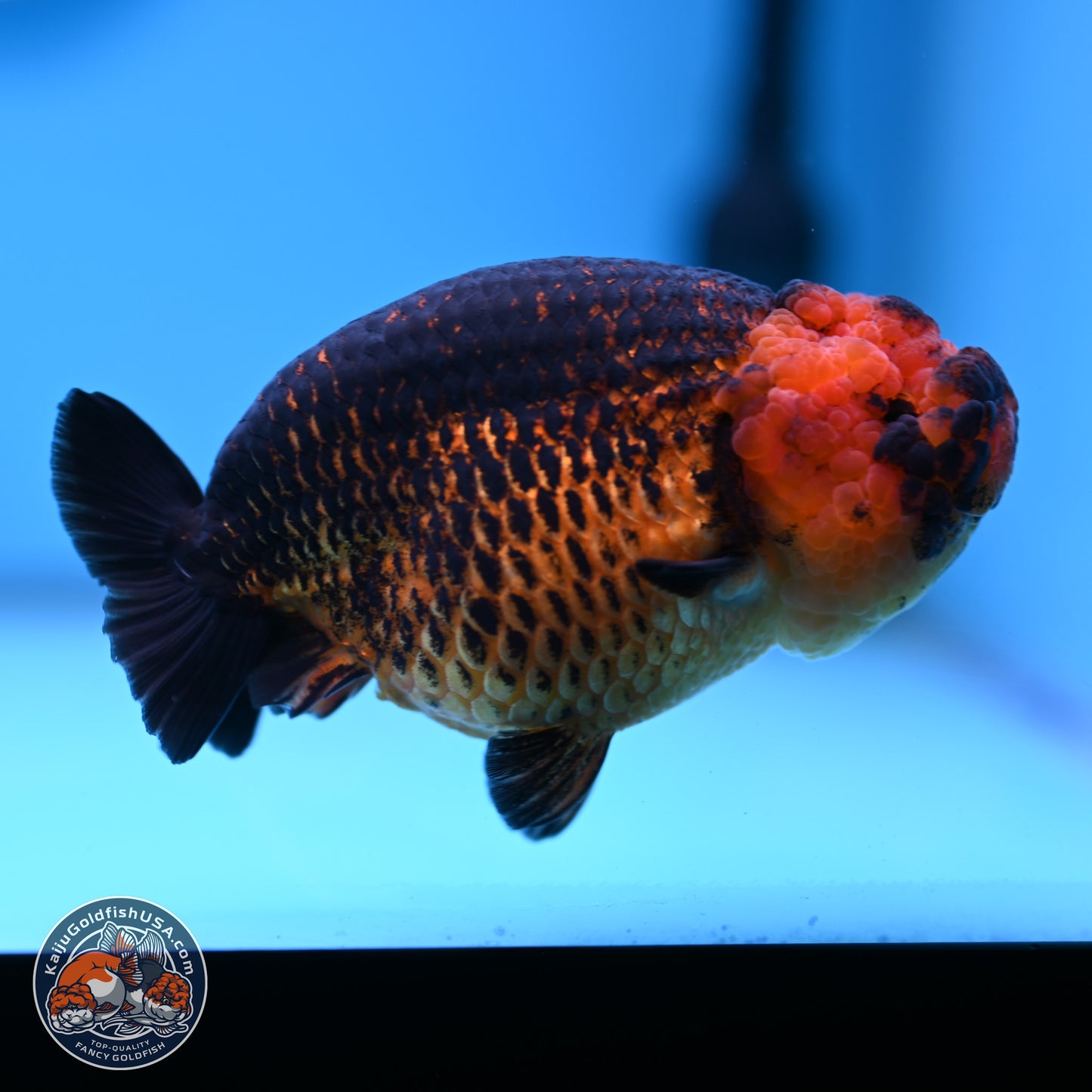 Apache Ranchu 5 inches (241101_RC05) - Kaiju Goldfish USA