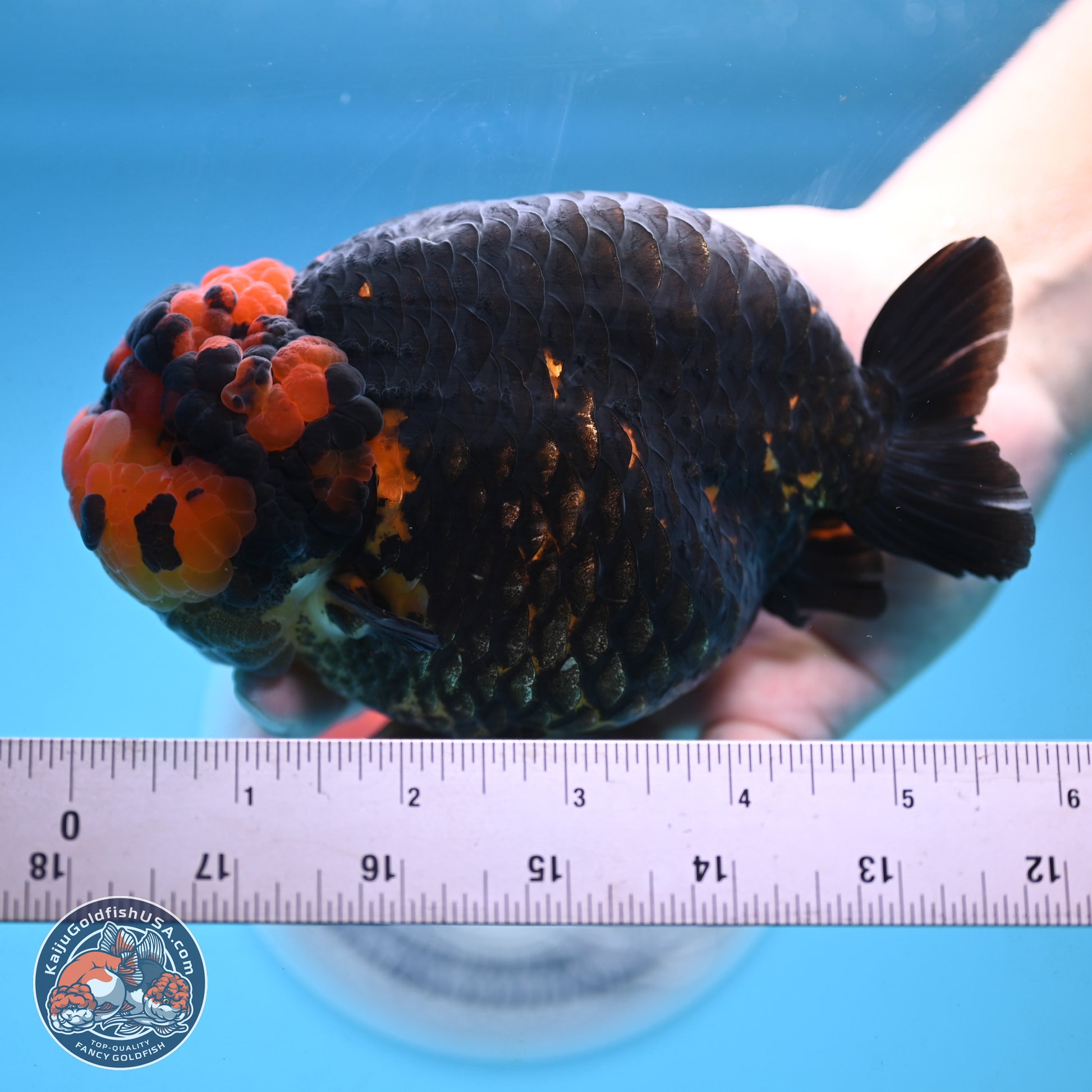 Jumbo Heavy Ink Apache Ranchu 5.5 inches Body - Female (250103_RC05) - Kaiju Goldfish USA