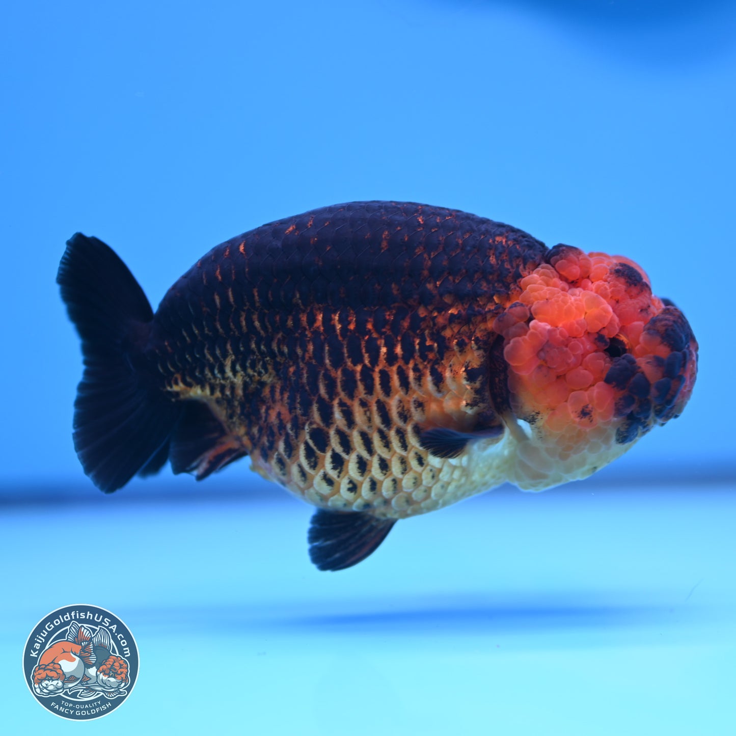 Apache Ranchu 5 inches (241101_RC05) - Kaiju Goldfish USA