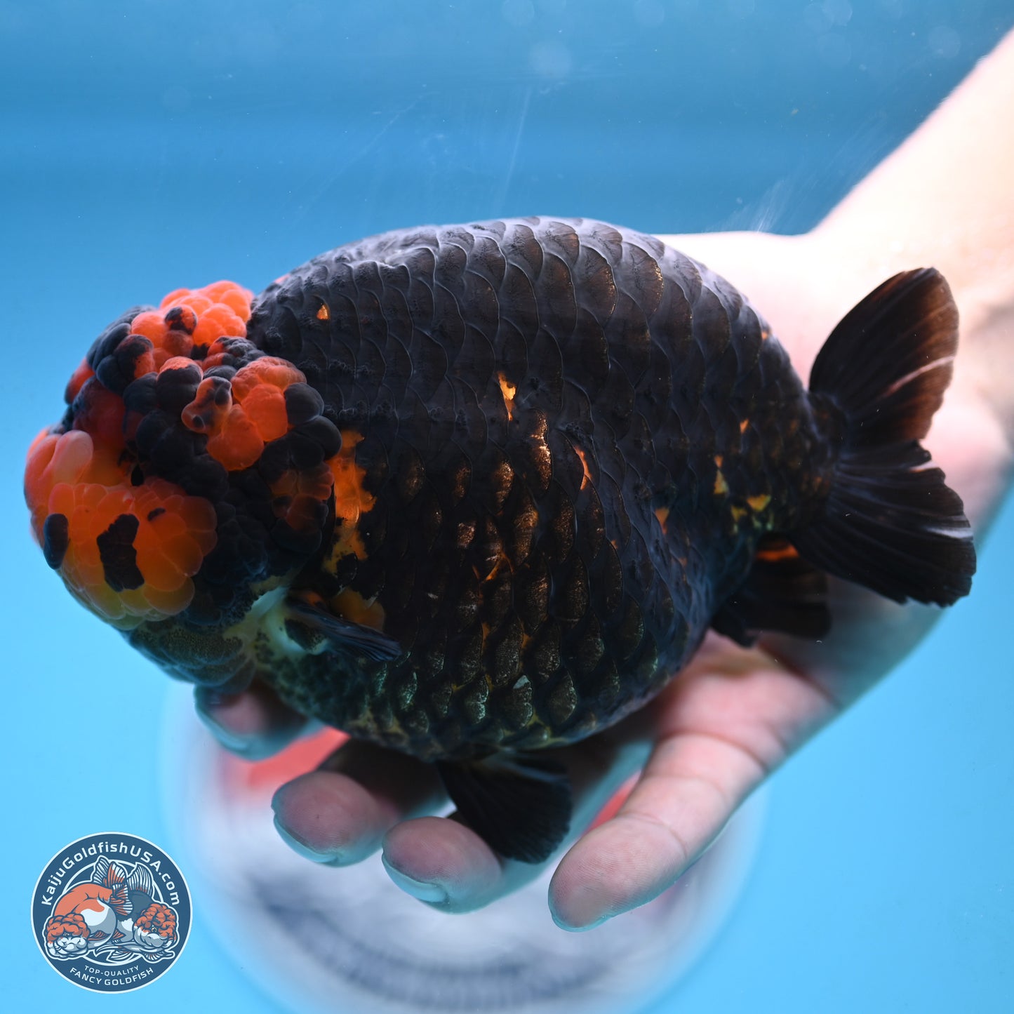 Jumbo Heavy Ink Apache Ranchu 5.5 inches Body - Female (250103_RC05) - Kaiju Goldfish USA