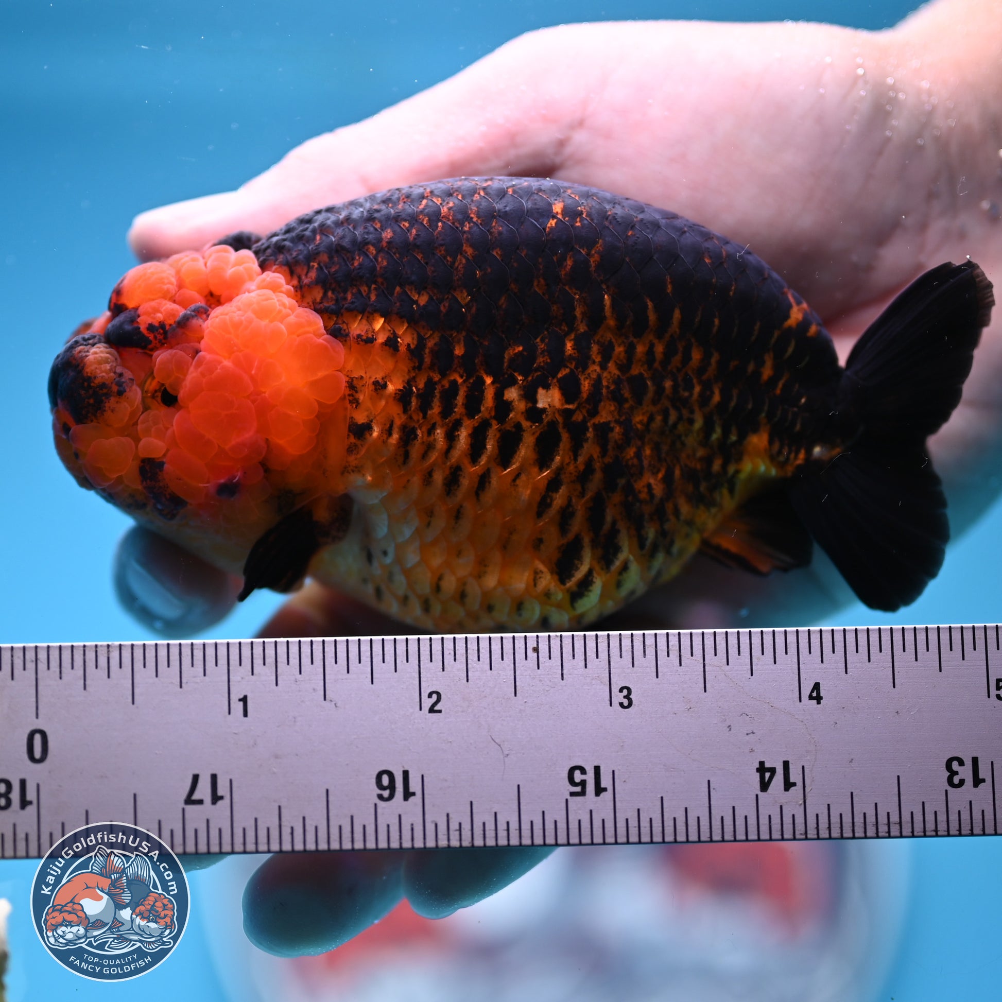 Apache Ranchu 5 inches (241101_RC05) - Kaiju Goldfish USA