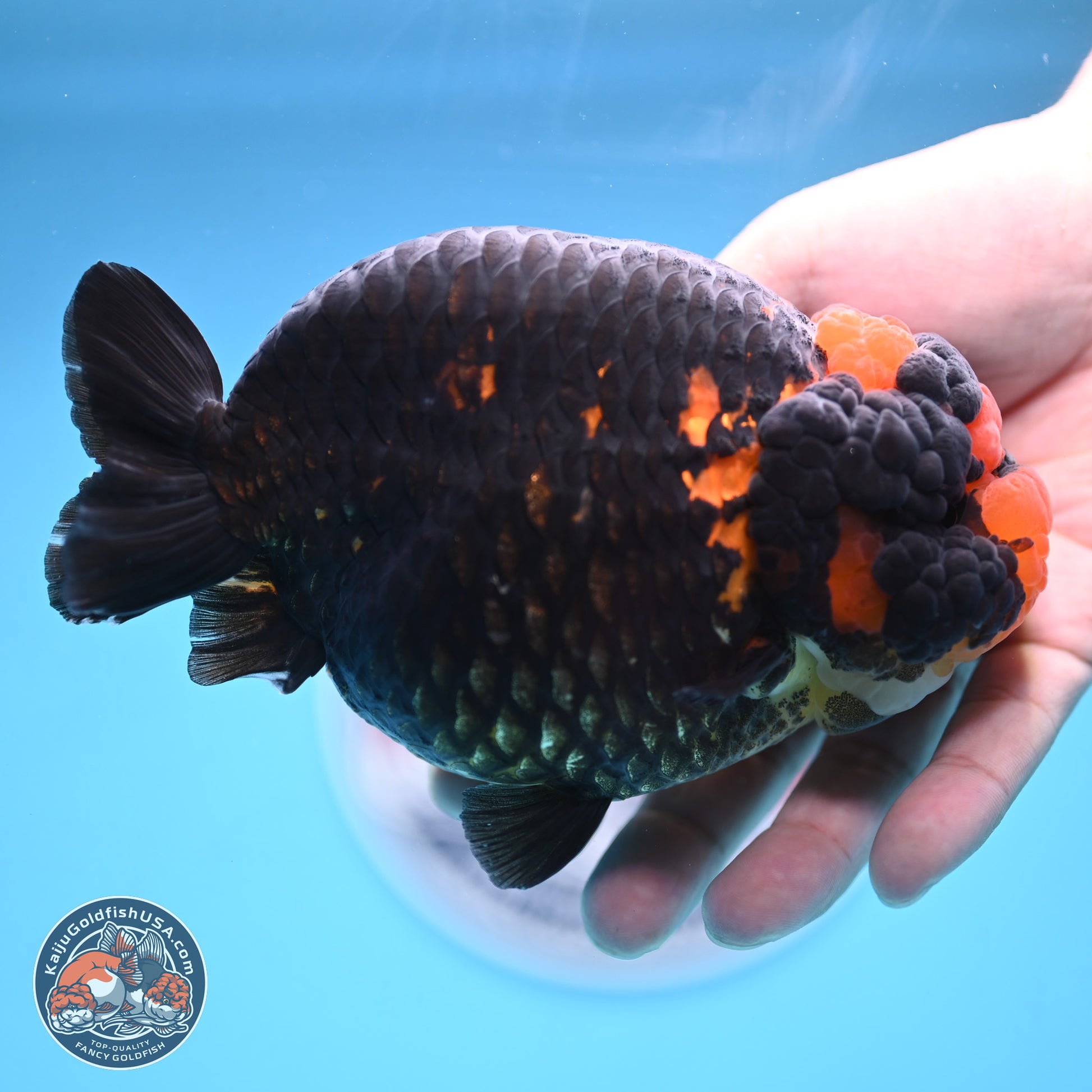 Jumbo Heavy Ink Apache Ranchu 5.5 inches Body - Female (250103_RC05) - Kaiju Goldfish USA