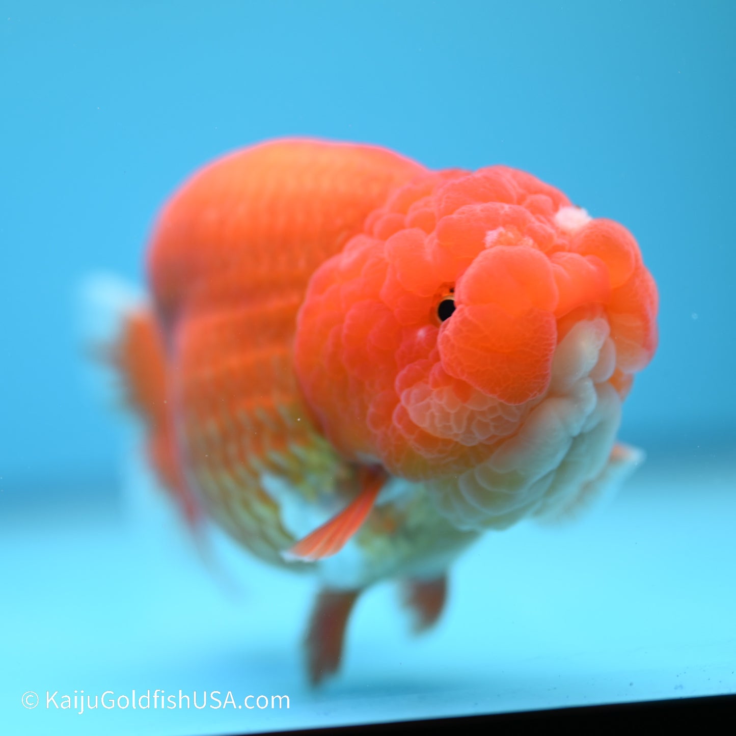 Red White Buffalo Ranchu 5 inches (240517_RC05) - Kaiju Goldfish USA