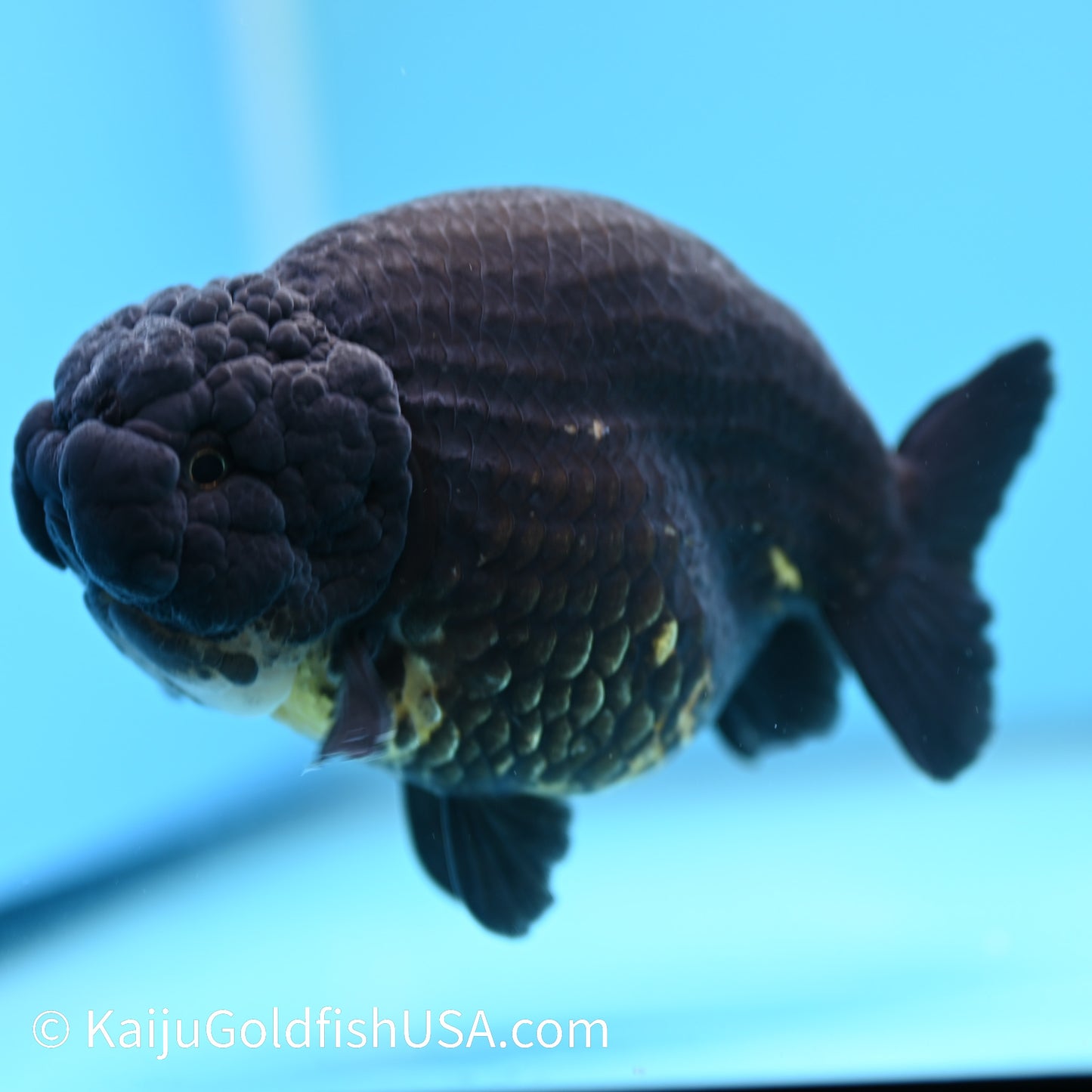 Jet Black Ranchu 5 inches(240510_RC05) - Kaiju Goldfish USA