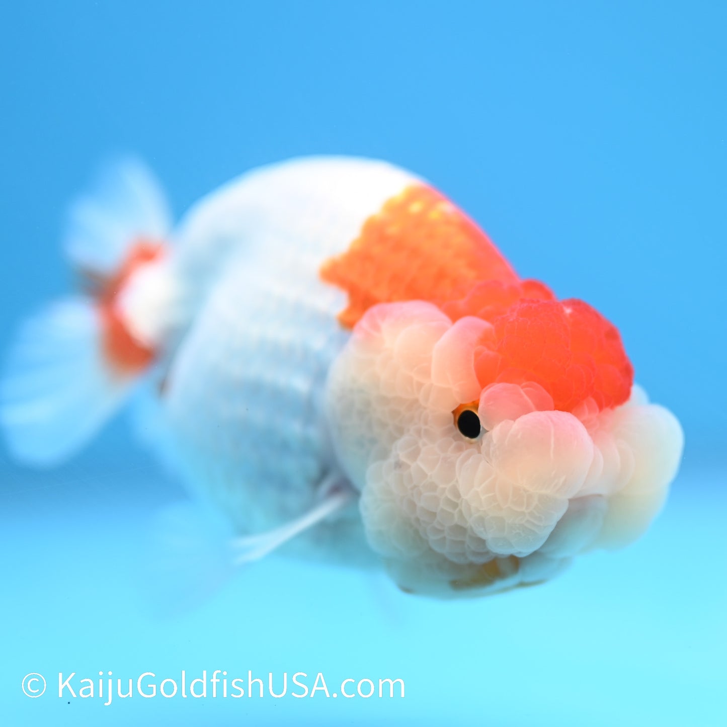 Red White Buffalo Ranchu 4.5 - 5 inches (240301_RC05) - Kaiju Goldfish USA