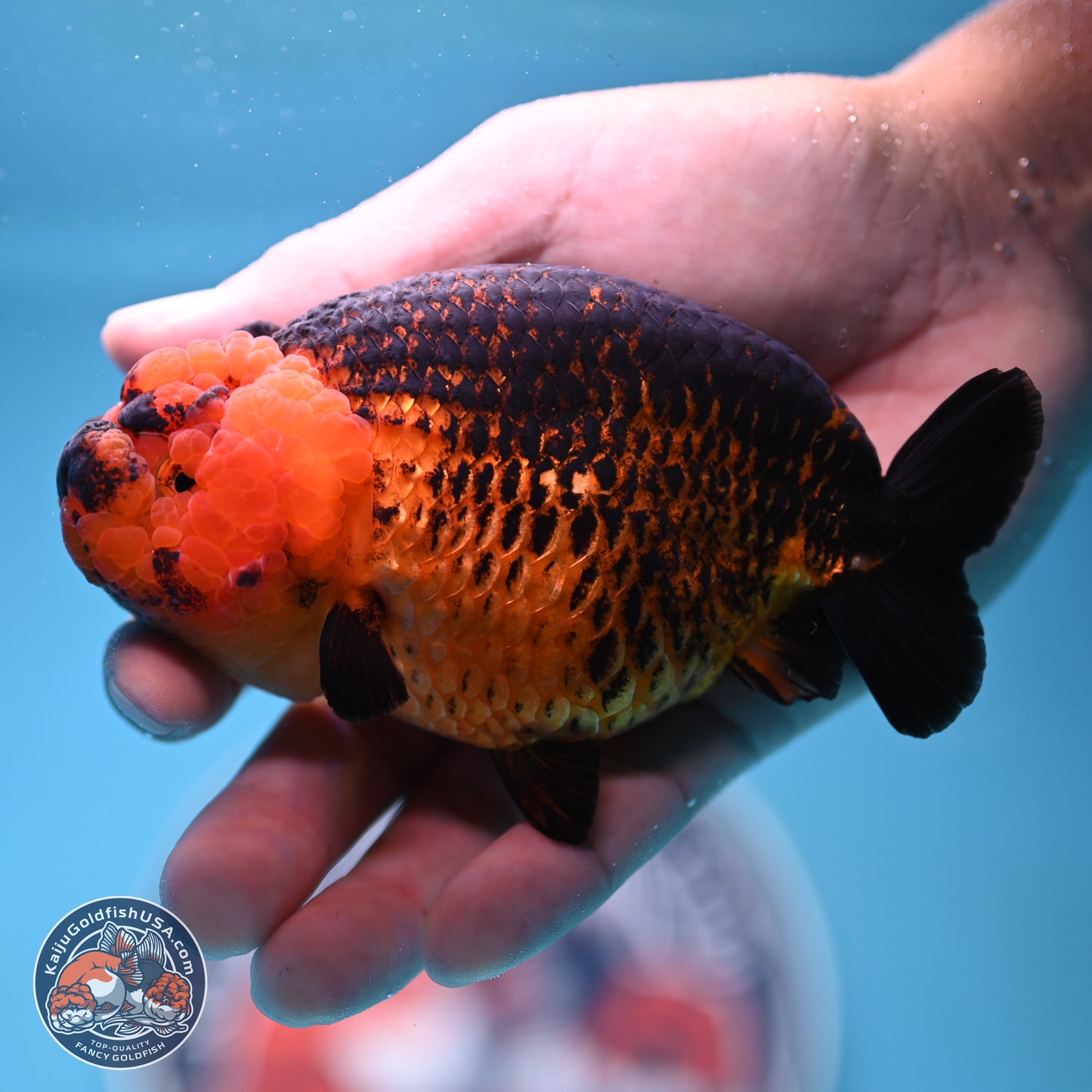 Apache Ranchu 5 inches (241101_RC05) - Kaiju Goldfish USA