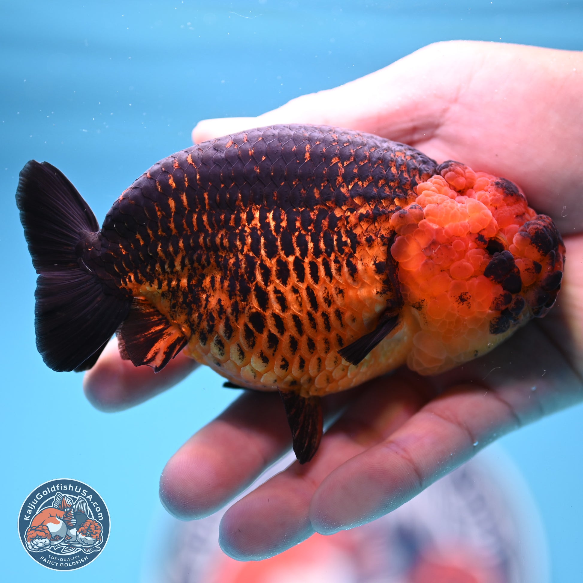 Apache Ranchu 5 inches (241101_RC05) - Kaiju Goldfish USA