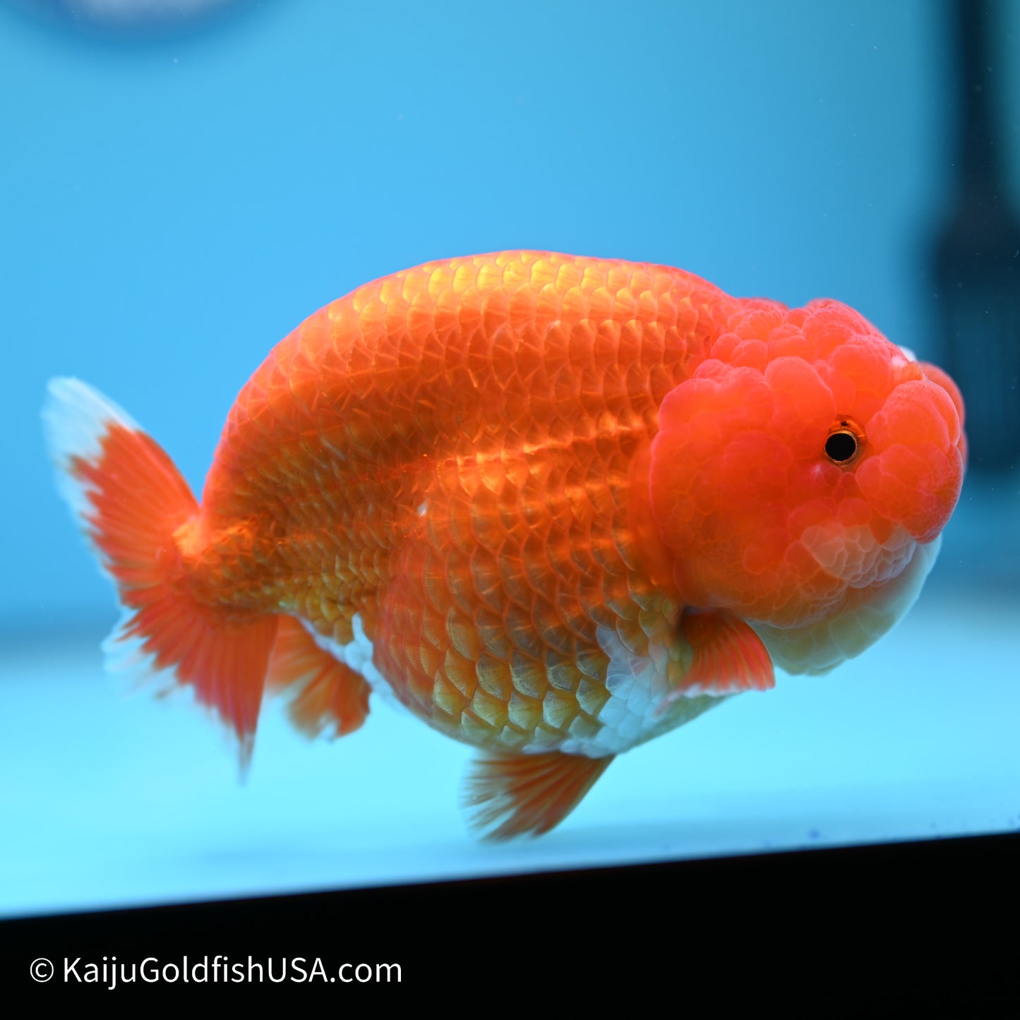 Red White Buffalo Ranchu 5 inches (240517_RC05) - Kaiju Goldfish USA