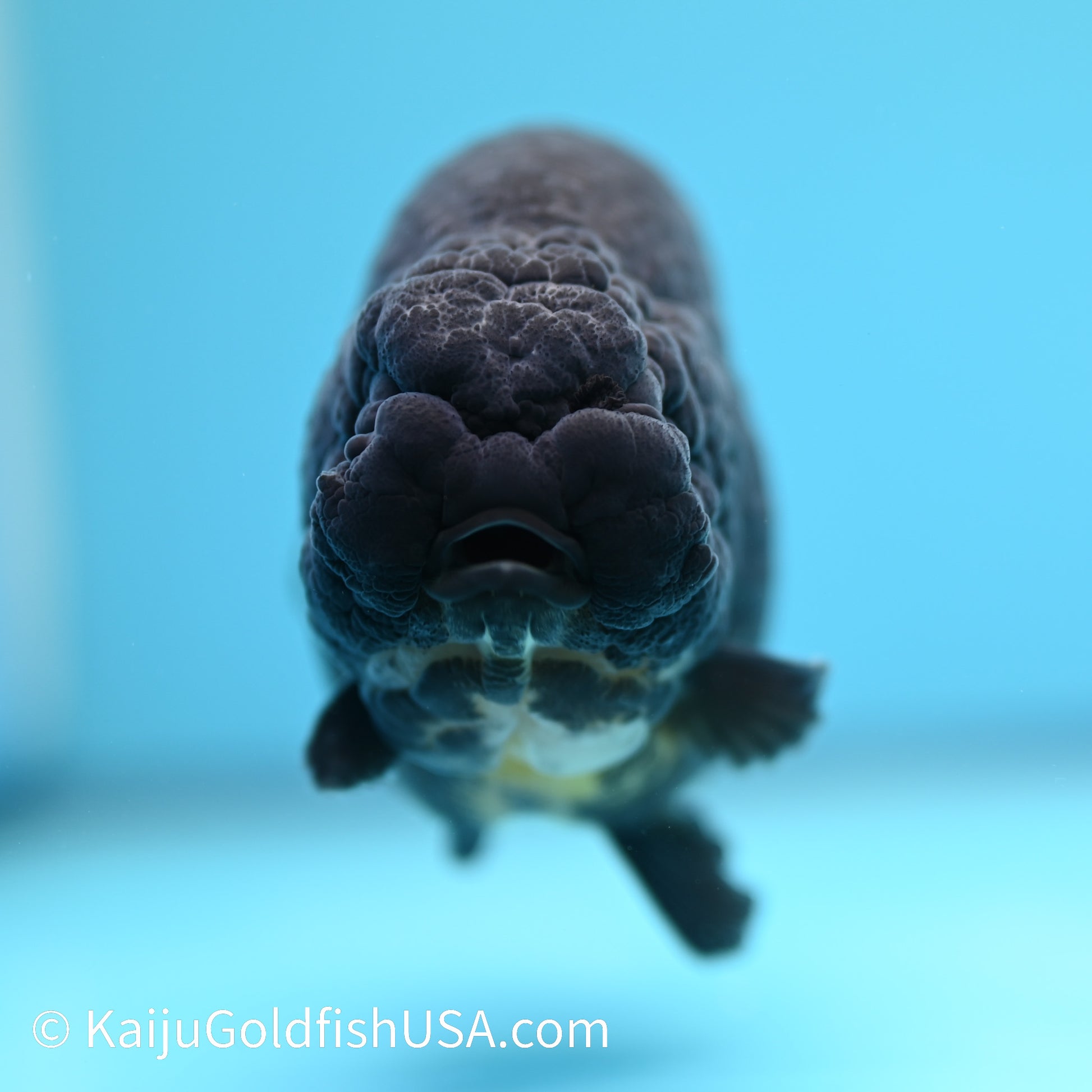 Jet Black Ranchu 5 inches(240510_RC05) - Kaiju Goldfish USA