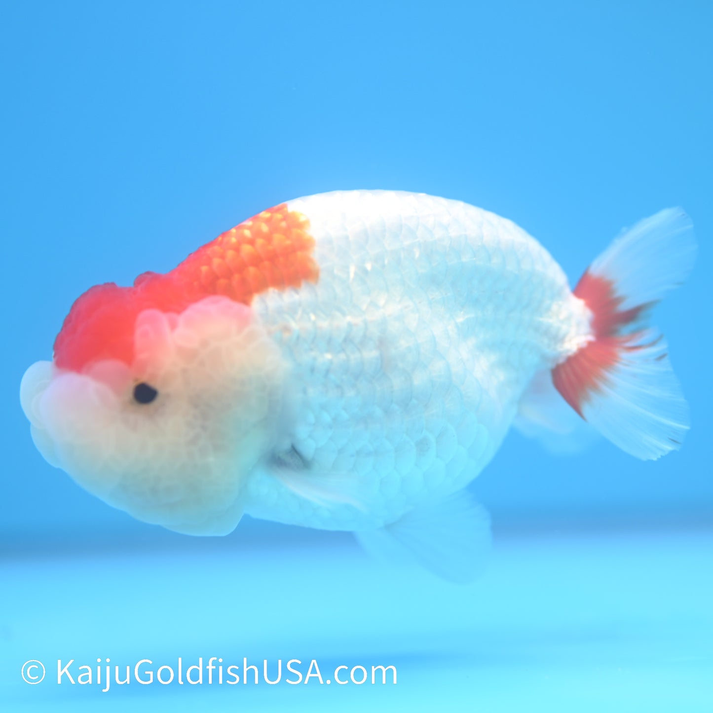 Red White Buffalo Ranchu 4.5 - 5 inches (240301_RC05) - Kaiju Goldfish USA