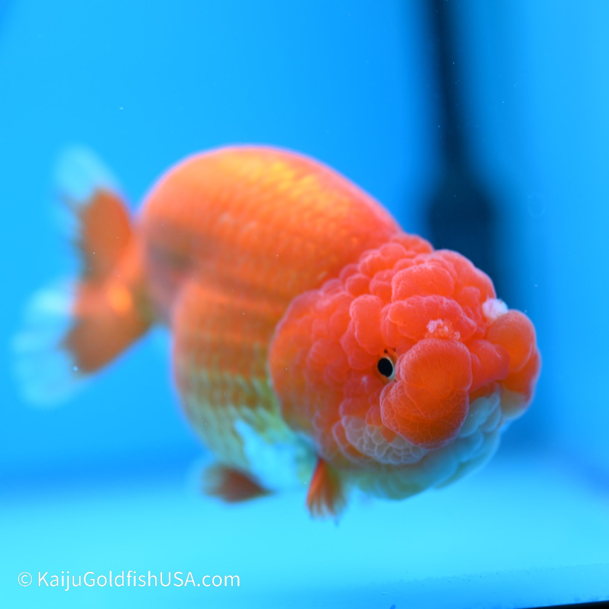 Red White Buffalo Ranchu 5 inches (240517_RC05) - Kaiju Goldfish USA