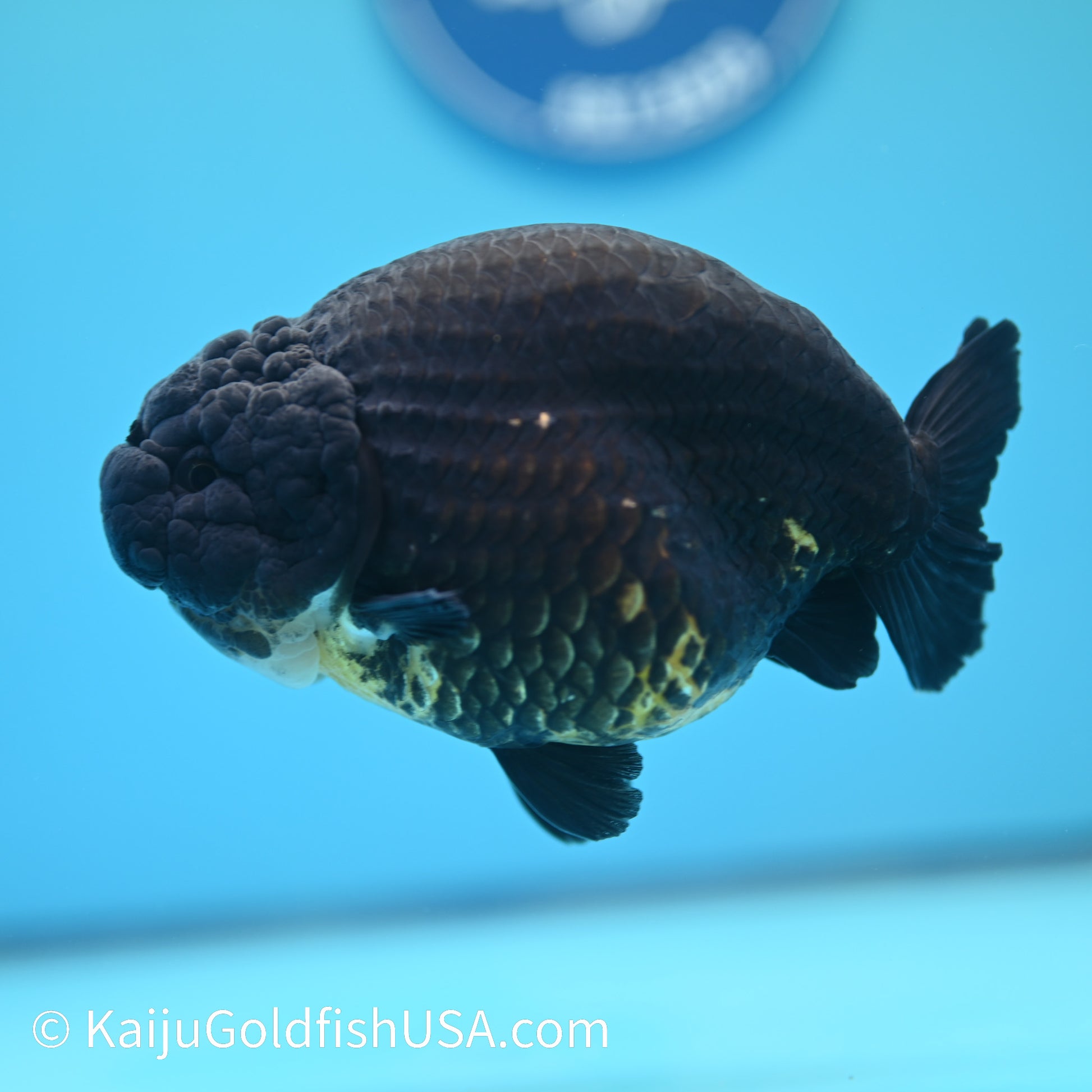 Jet Black Ranchu 5 inches(240510_RC05) - Kaiju Goldfish USA