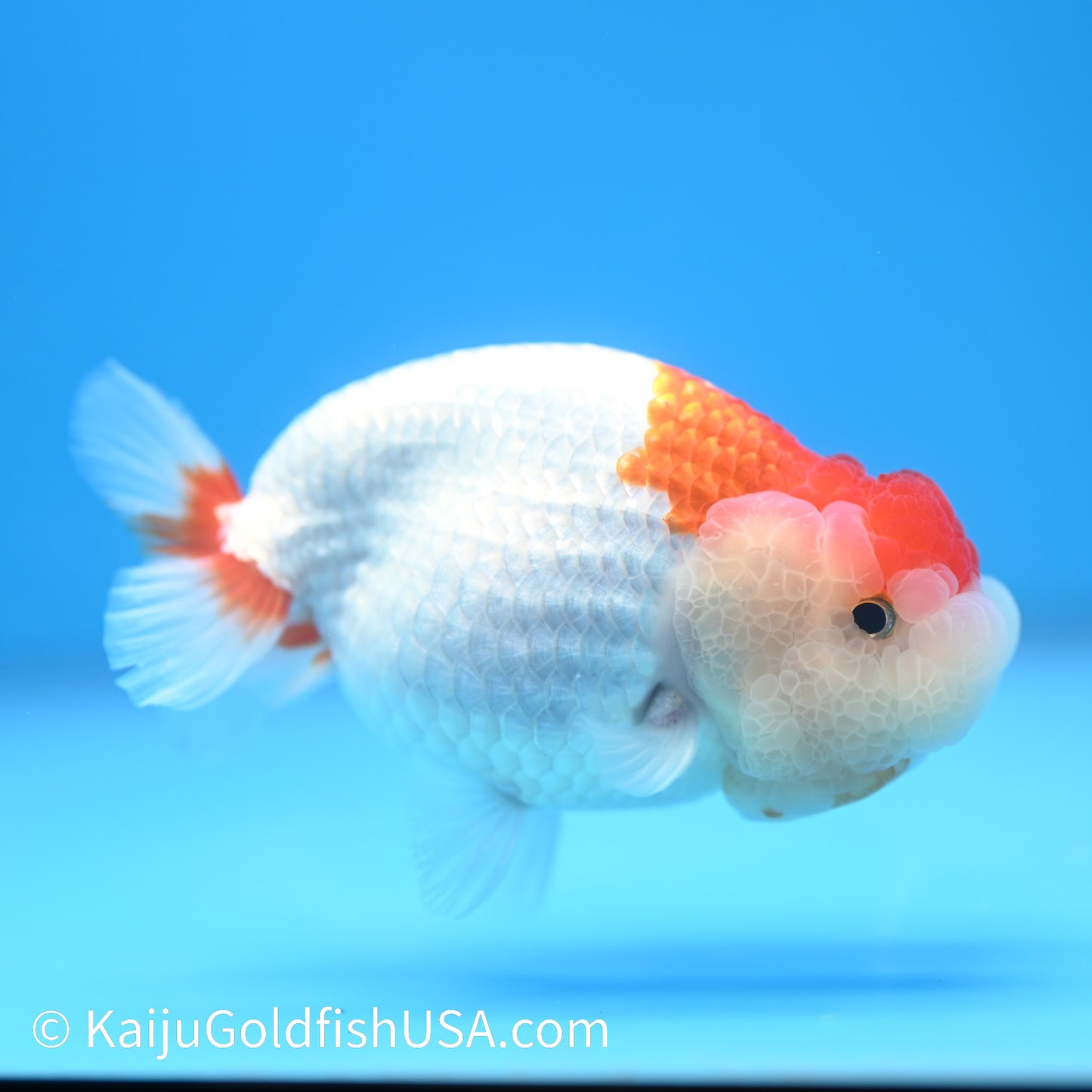 Red White Buffalo Ranchu 4.5 - 5 inches (240301_RC05) - Kaiju Goldfish USA