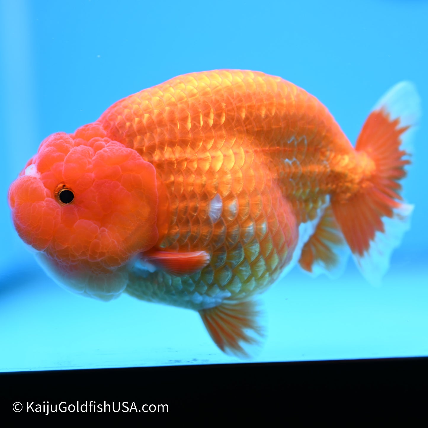 Red White Buffalo Ranchu 5 inches (240517_RC05) - Kaiju Goldfish USA