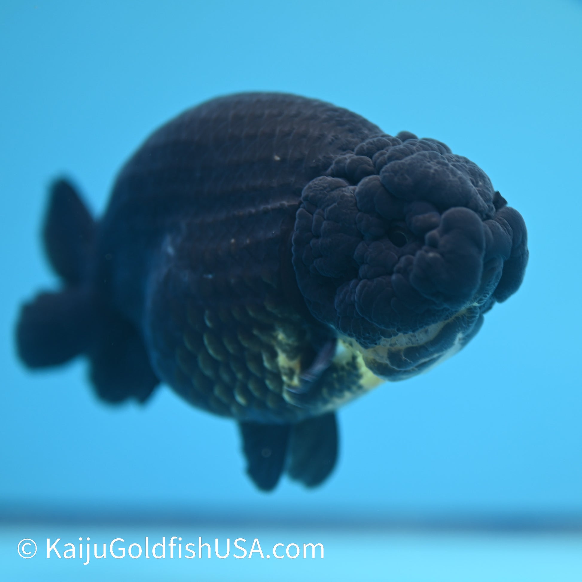 Jet Black Ranchu 5 inches(240510_RC05) - Kaiju Goldfish USA