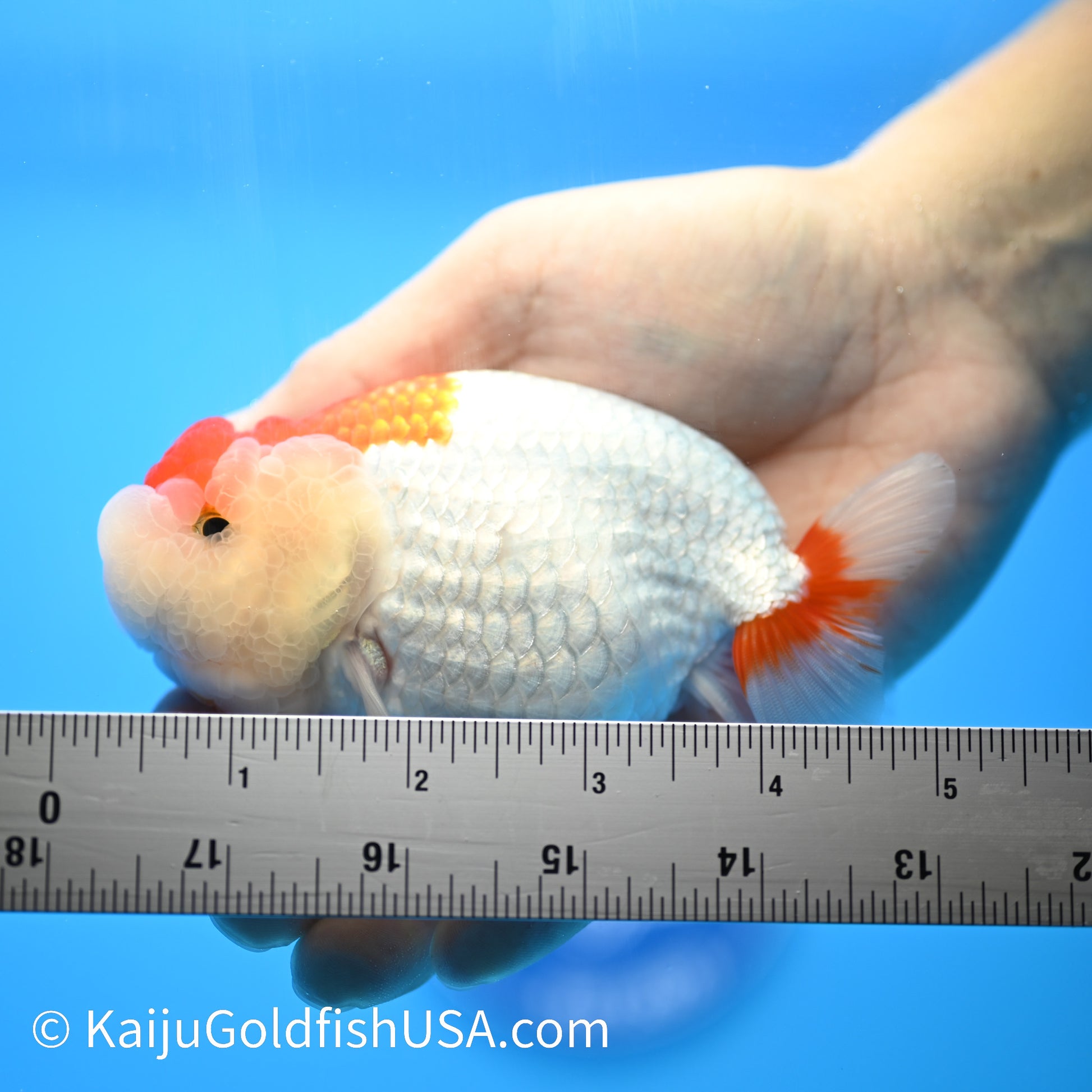 Red White Buffalo Ranchu 4.5 - 5 inches (240301_RC05) - Kaiju Goldfish USA