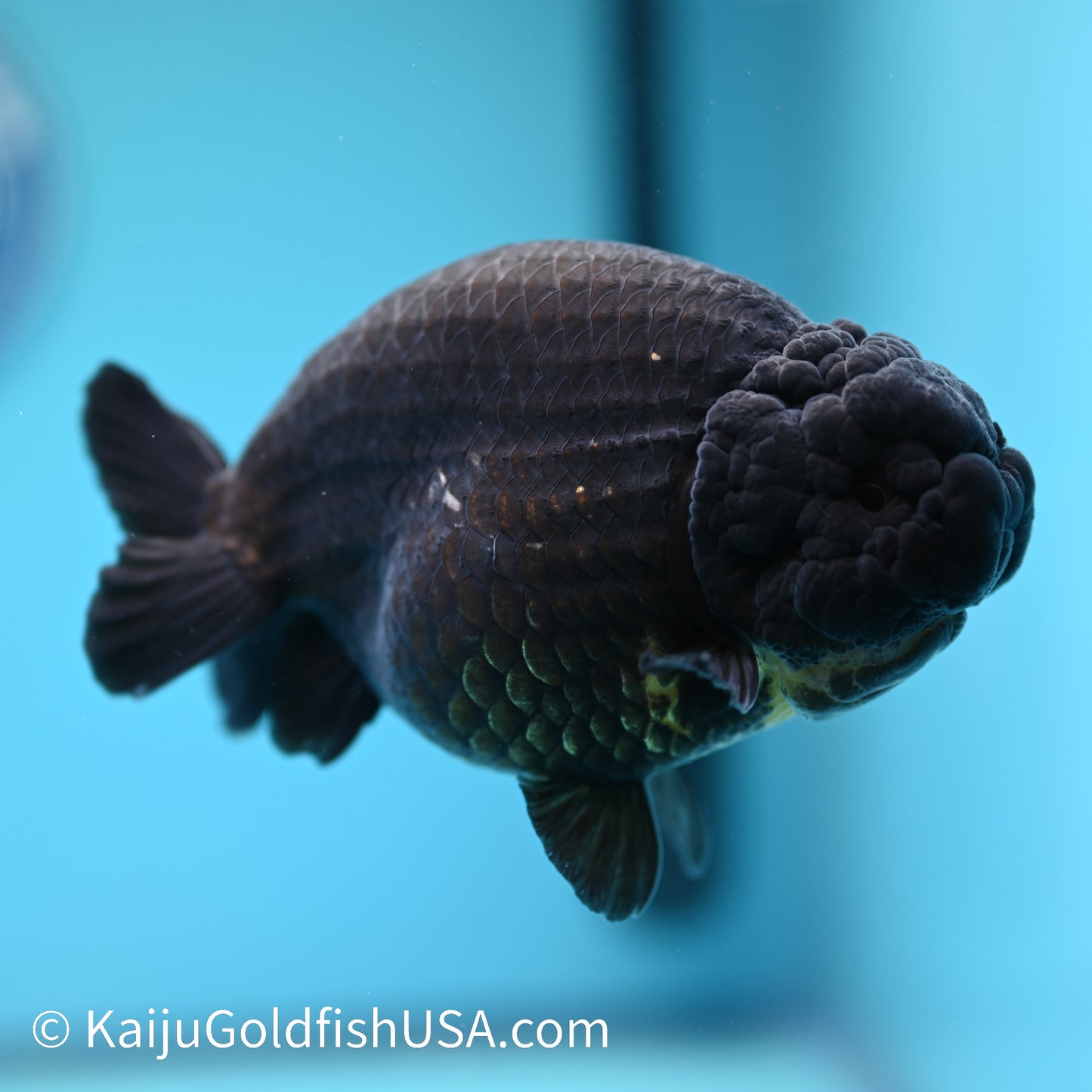 Jet Black Ranchu 5 inches(240510_RC05) - Kaiju Goldfish USA