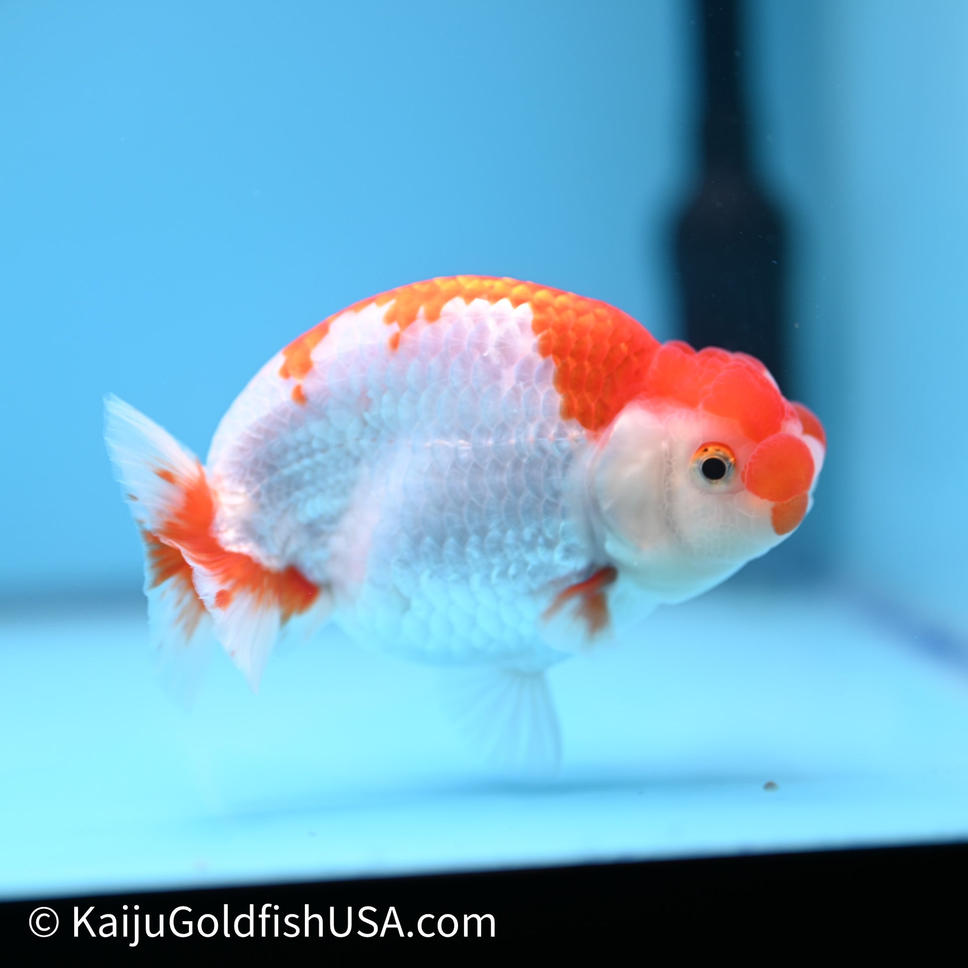 Red White Buffalo Ranchu 4in Body (240621_RC05) - Kaiju Goldfish USA