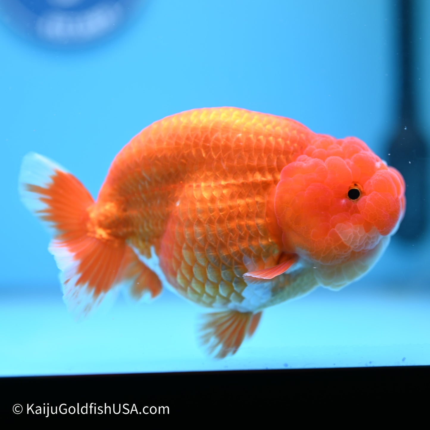 Red White Buffalo Ranchu 5 inches (240517_RC05) - Kaiju Goldfish USA