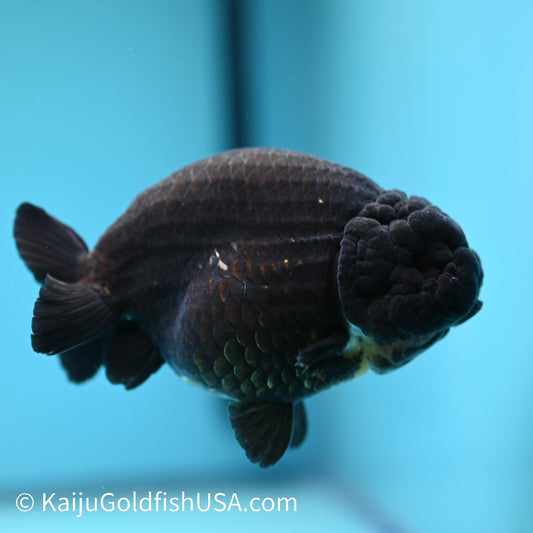 Jet Black Ranchu 5 inches(240510_RC05) - Kaiju Goldfish USA