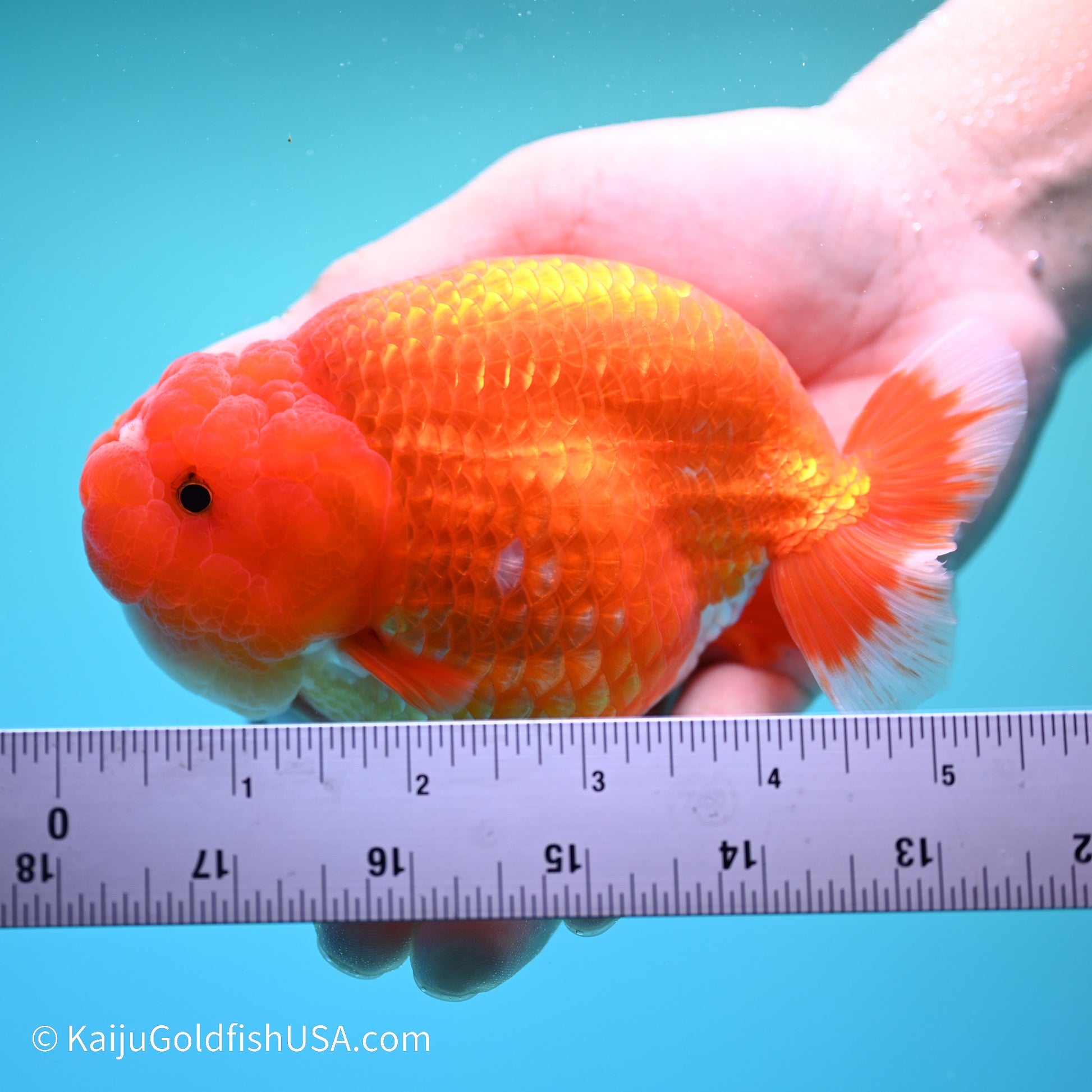 Red White Buffalo Ranchu 5 inches (240517_RC05) - Kaiju Goldfish USA