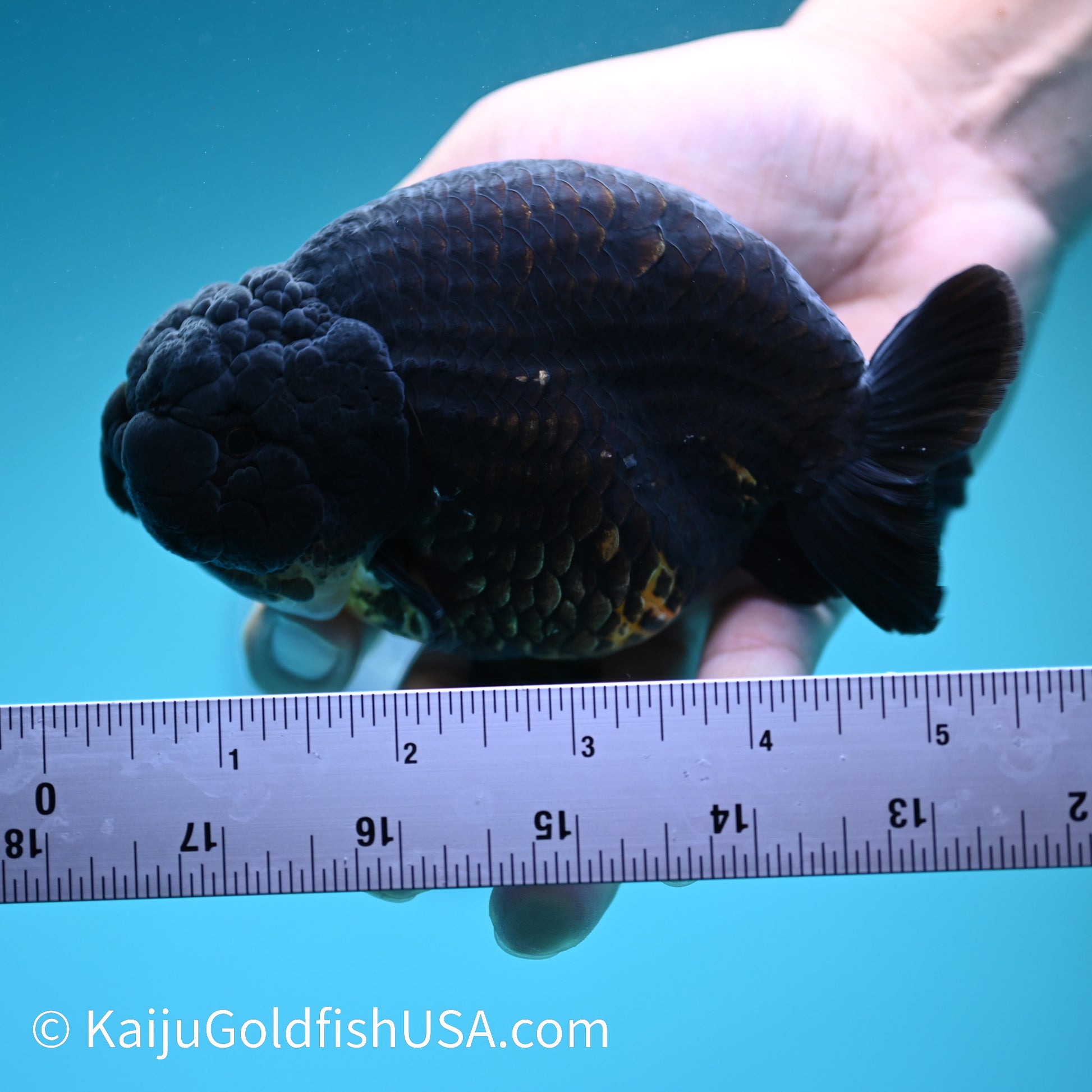 Jet Black Ranchu 5 inches(240510_RC05) - Kaiju Goldfish USA