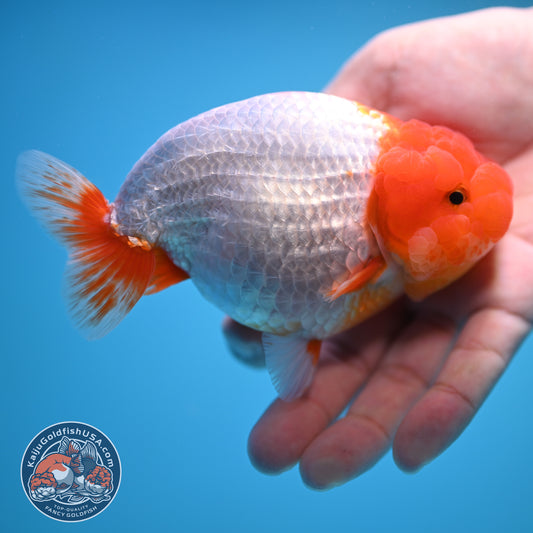 Red White Buffalo Ranchu 4.5 inch Body (250815_RC05)