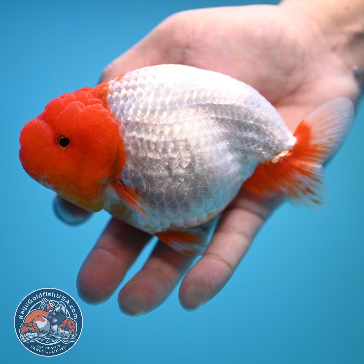 Red White Buffalo Ranchu 4.5 inch Body (250815_RC05)