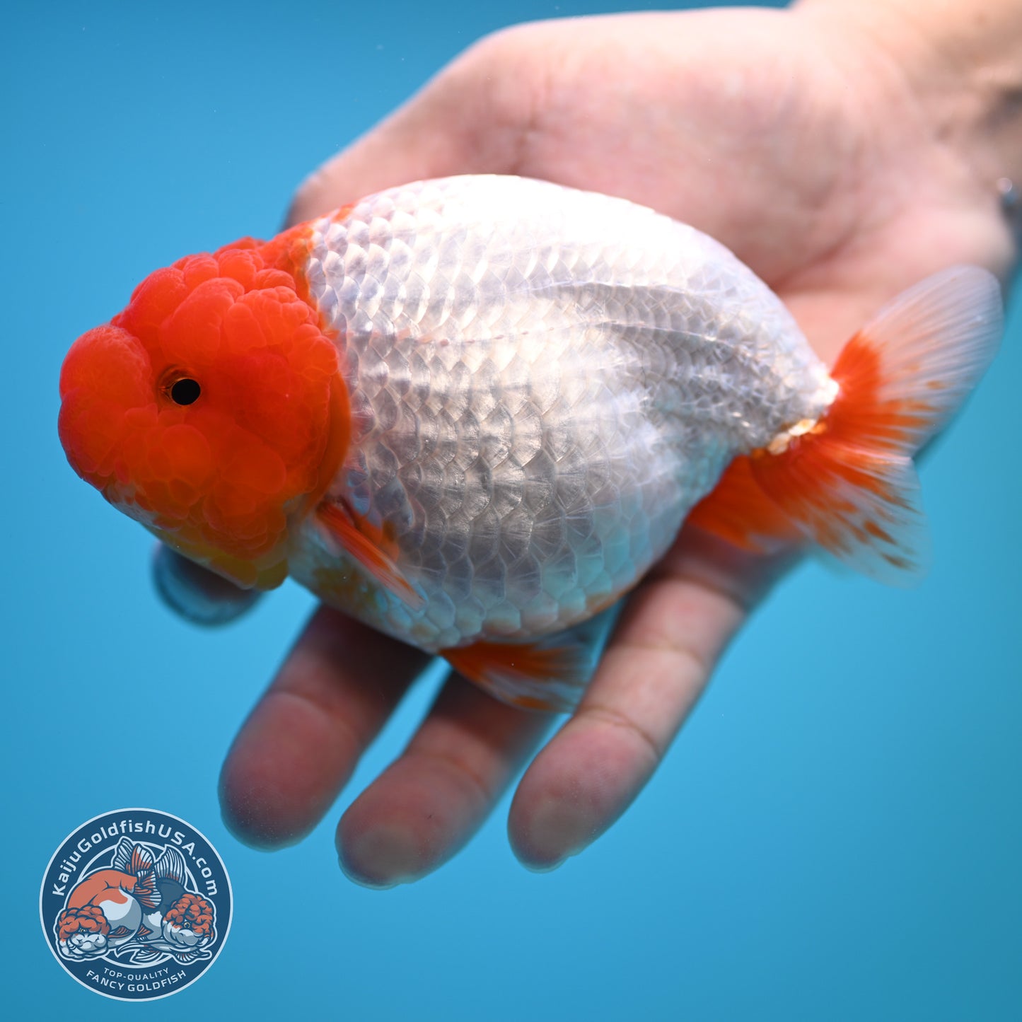 Red White Buffalo Ranchu 4.5 inch Body (250815_RC05)